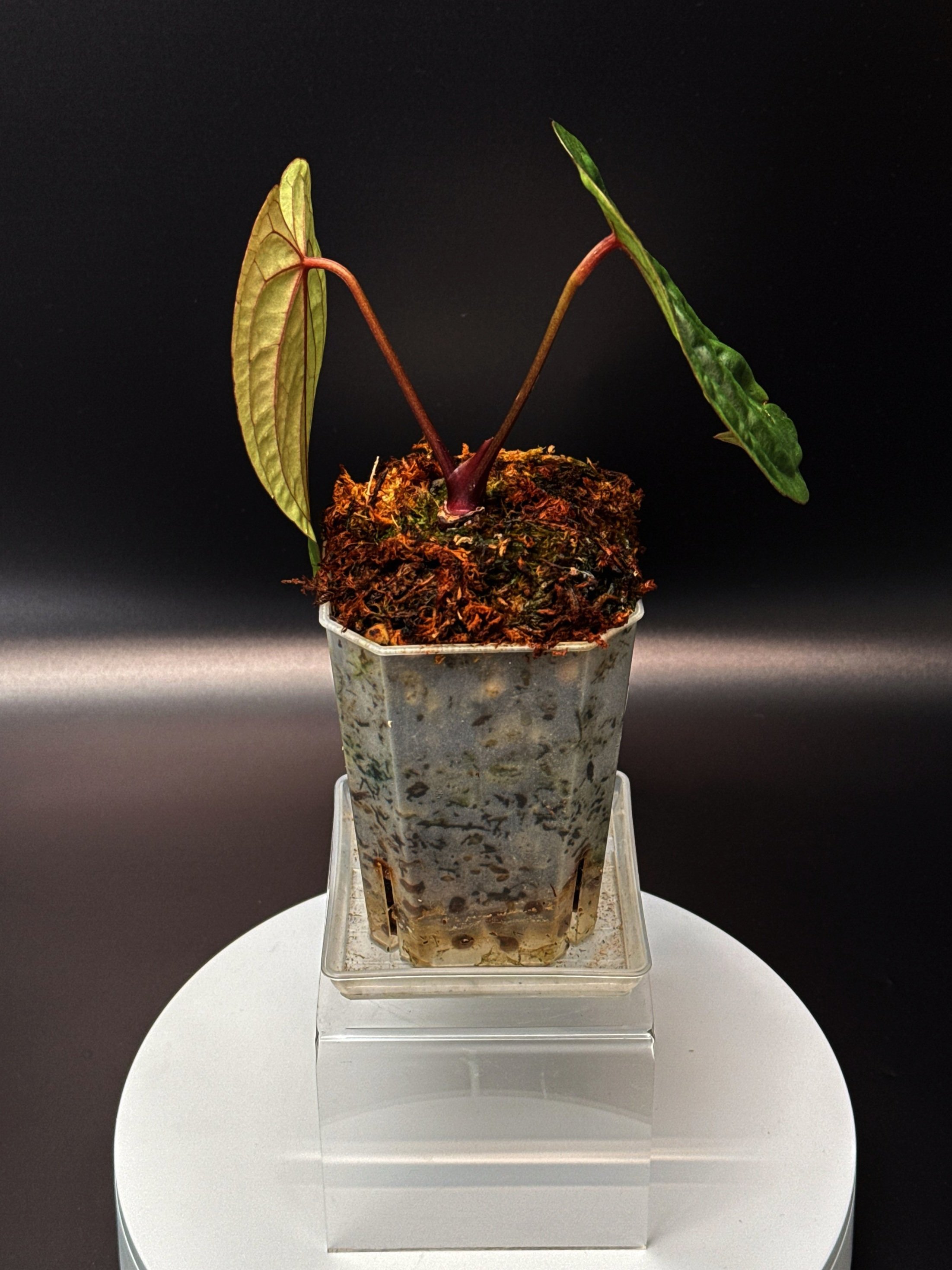 ANTHURIUM RUBY MOON: Midnight Velvet 'Deep Ruby' x Hoffmanii Red Sinus 'Bloodmoon' | Shop Rare Anthurium Houseplants in Sydney Australia | Melty Plants E-Store, Online