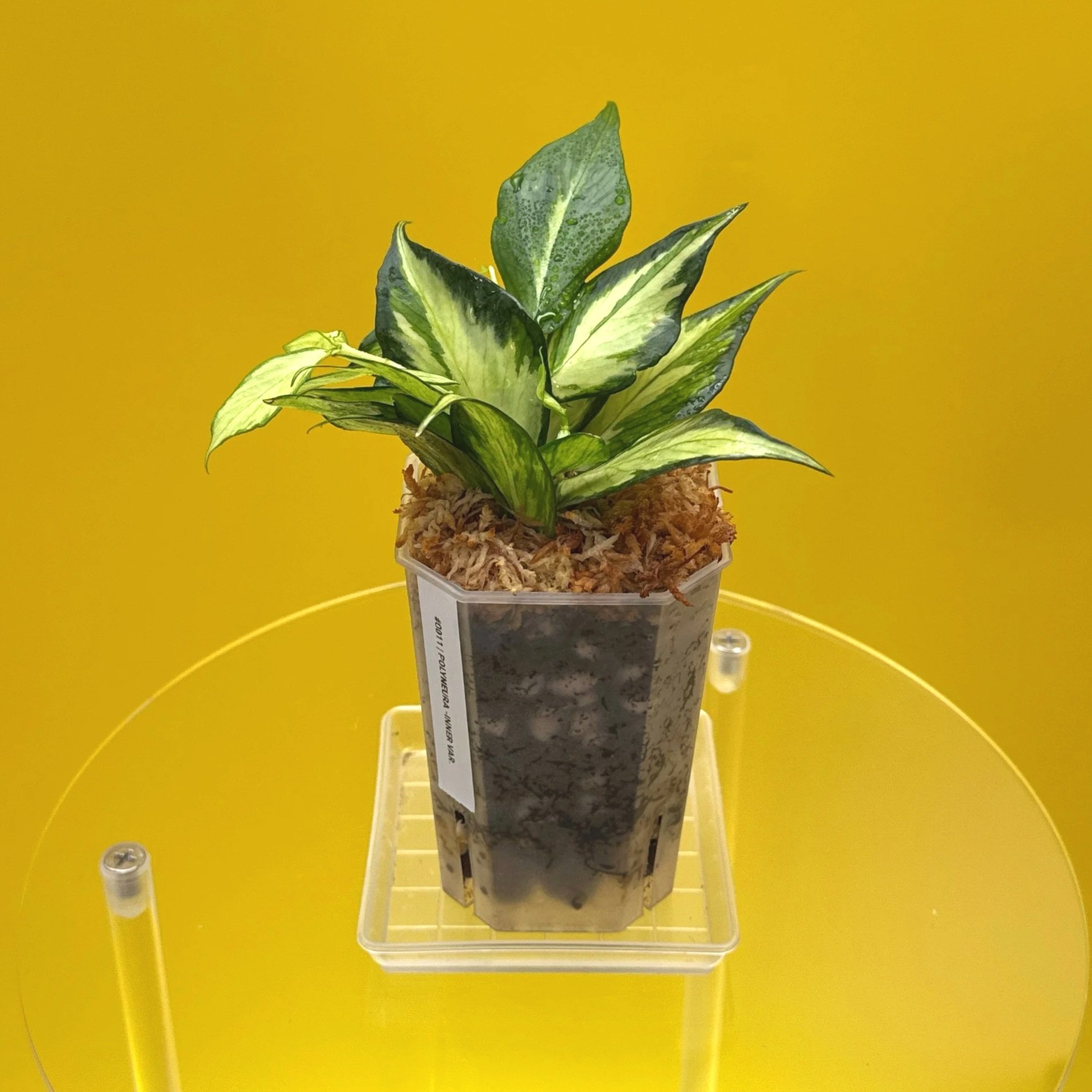 Hoya Polyneura Albomarginata Inner Variegated multi-planted in Small Square Clear Pot for sale | Shop Rare Variegated Hoya Houseplants in Sydney, Australia | Melty Plants E-Store, Online