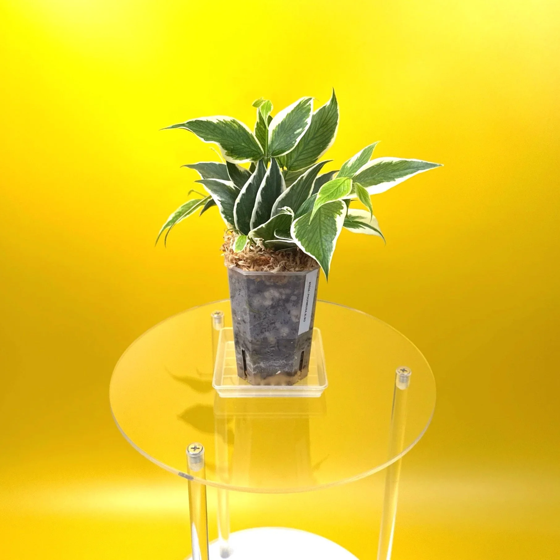 Hoya Polyneura Albomarginata | Shop Rare Hoya Houseplants in Sydney, Australia | Melty Plants E-Store, Online