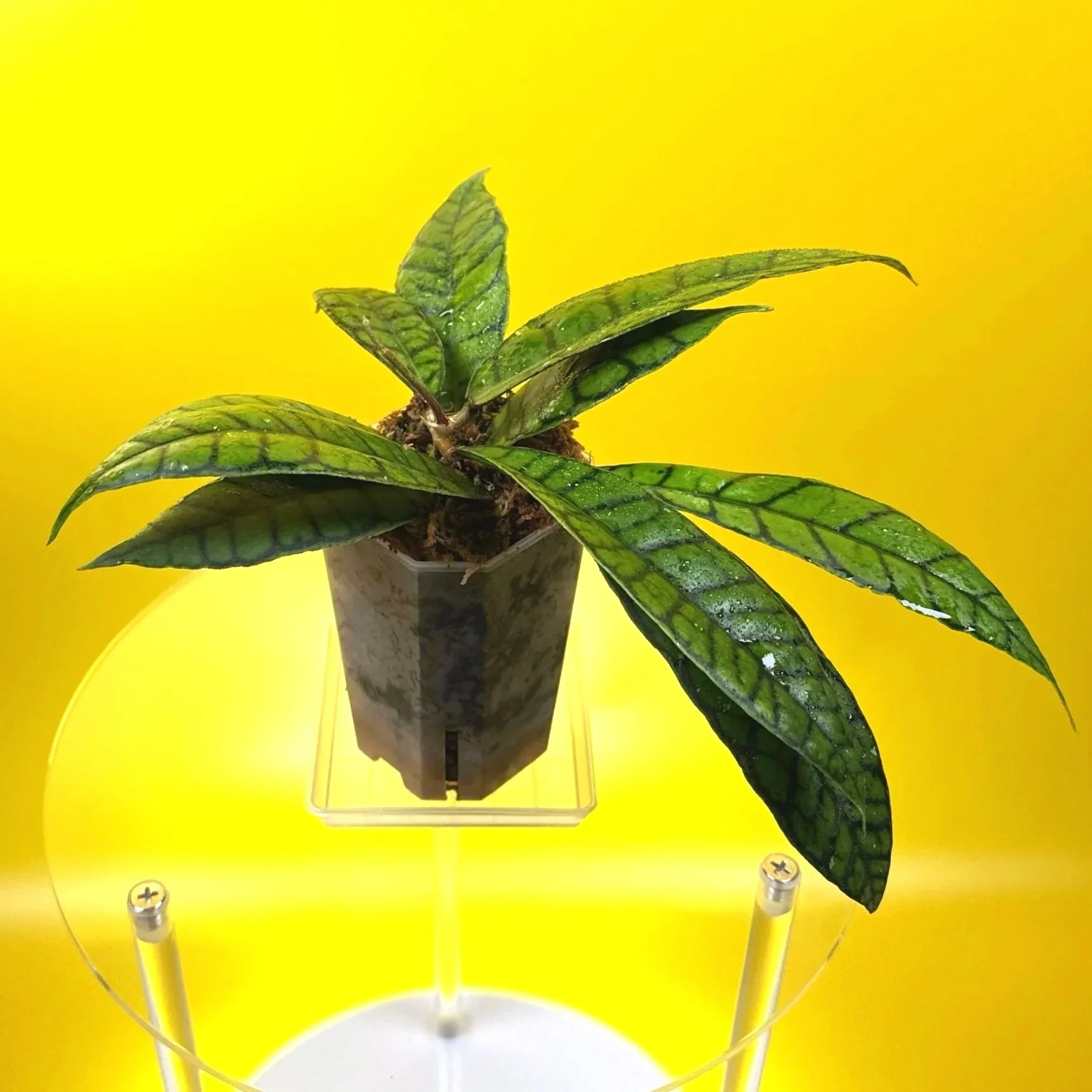 Hoya Callistophylla sp. Kalimantan 'Short Leaf' Plant