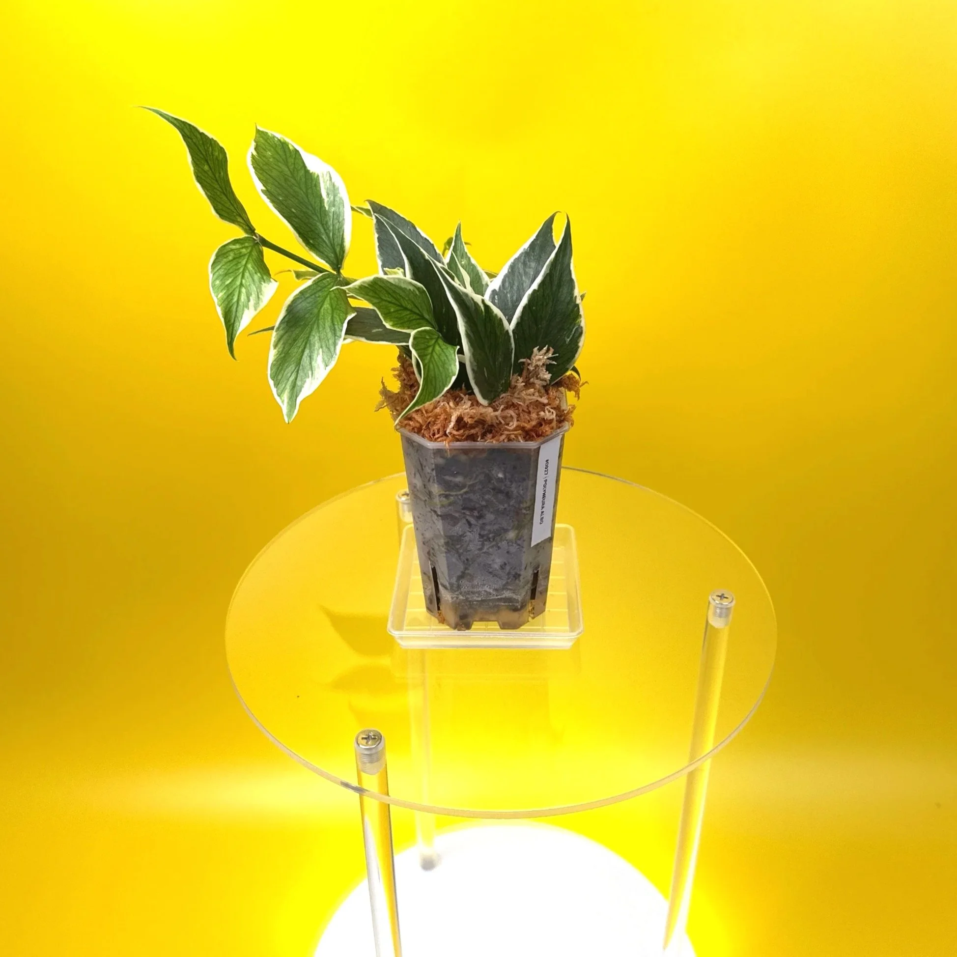 Hoya Polyneura Albomarginata | Shop Rare Hoya Houseplants in Sydney, Australia | Melty Plants E-Store, Online