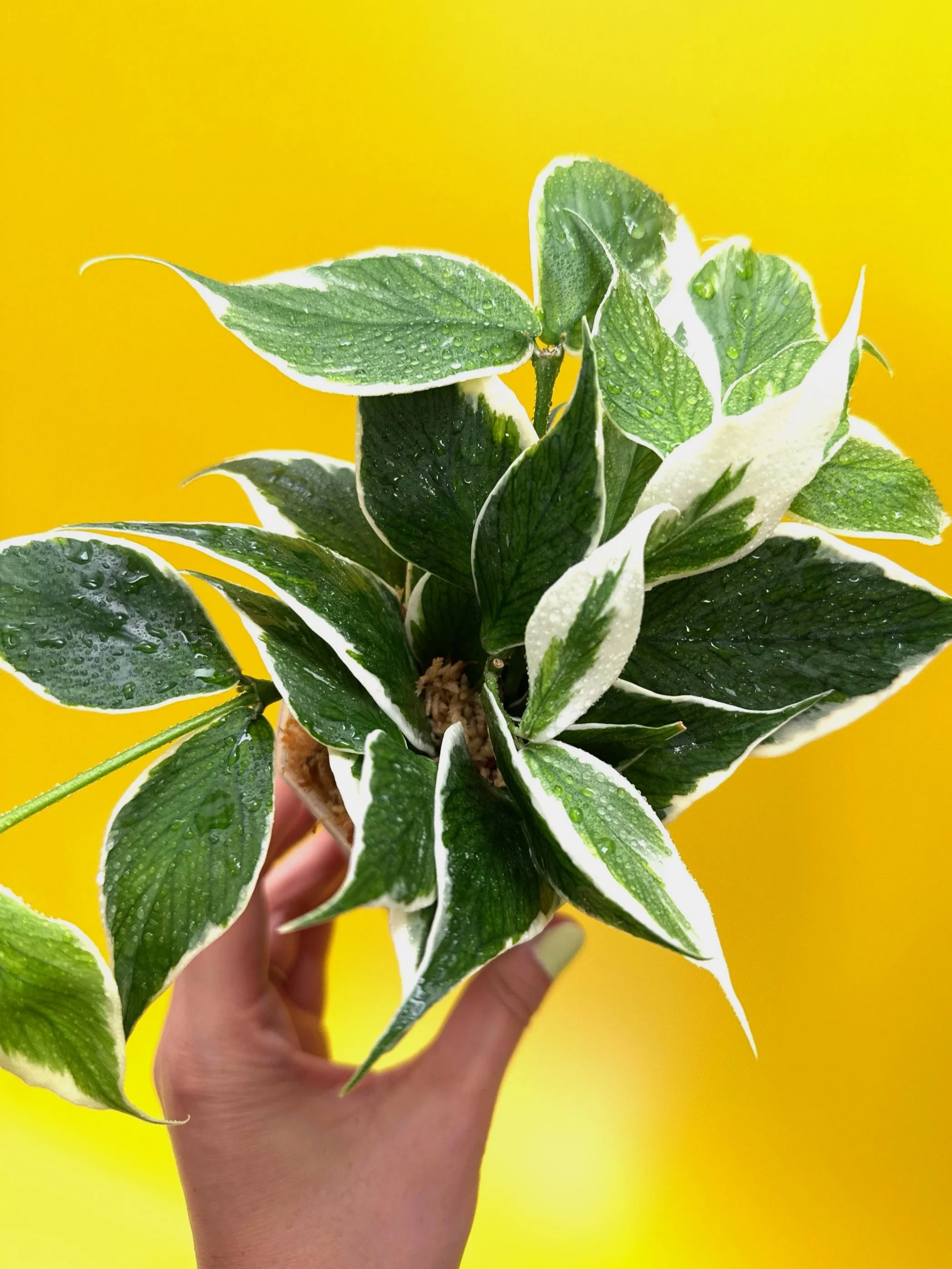 Hoya Polyneura Albomarginata | Shop Rare Hoya Houseplants in Sydney, Australia | Melty Plants E-Store, Online