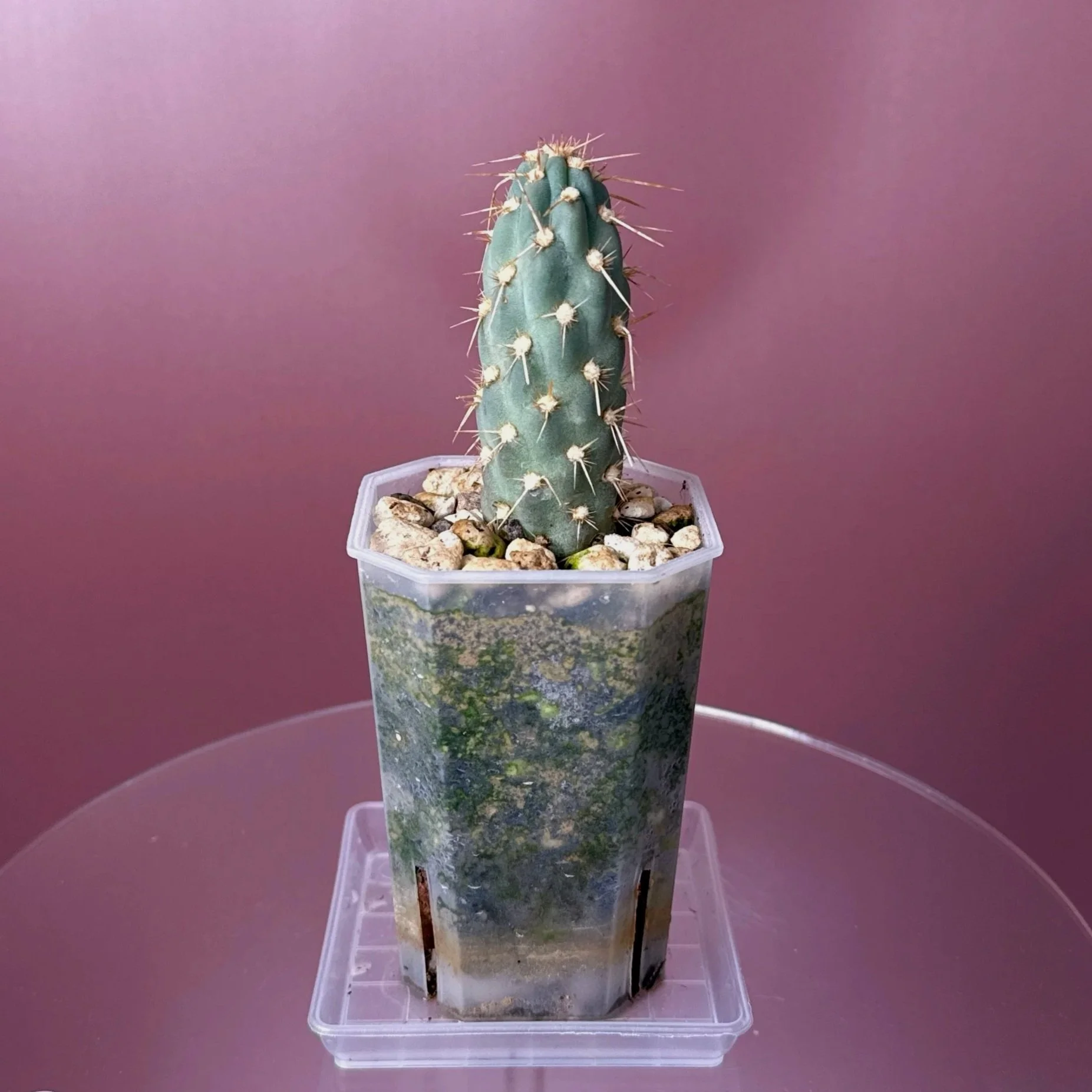 Cactus Miqueliopuntia Miquelii | Shop rare blue + spiked Cacti in Sydney, Australia | Melty Plants E-Store, Online