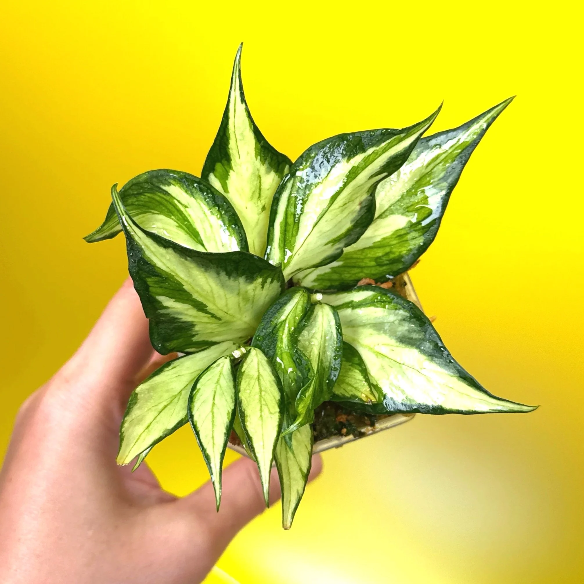 HOYA Polyneura – Inner Variegated