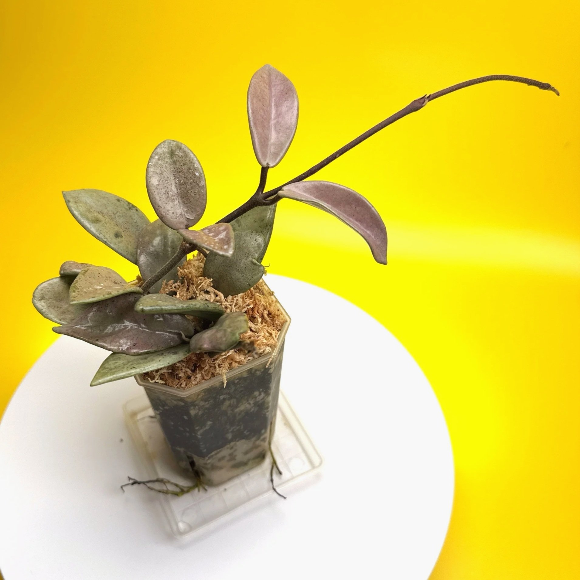 Hoya Carnosa Wilbur Graves Super Silver in 100mm clear pot | Shop Rare Hoya Houseplants from Sydney, Australia | Melty Plants E-Store Online