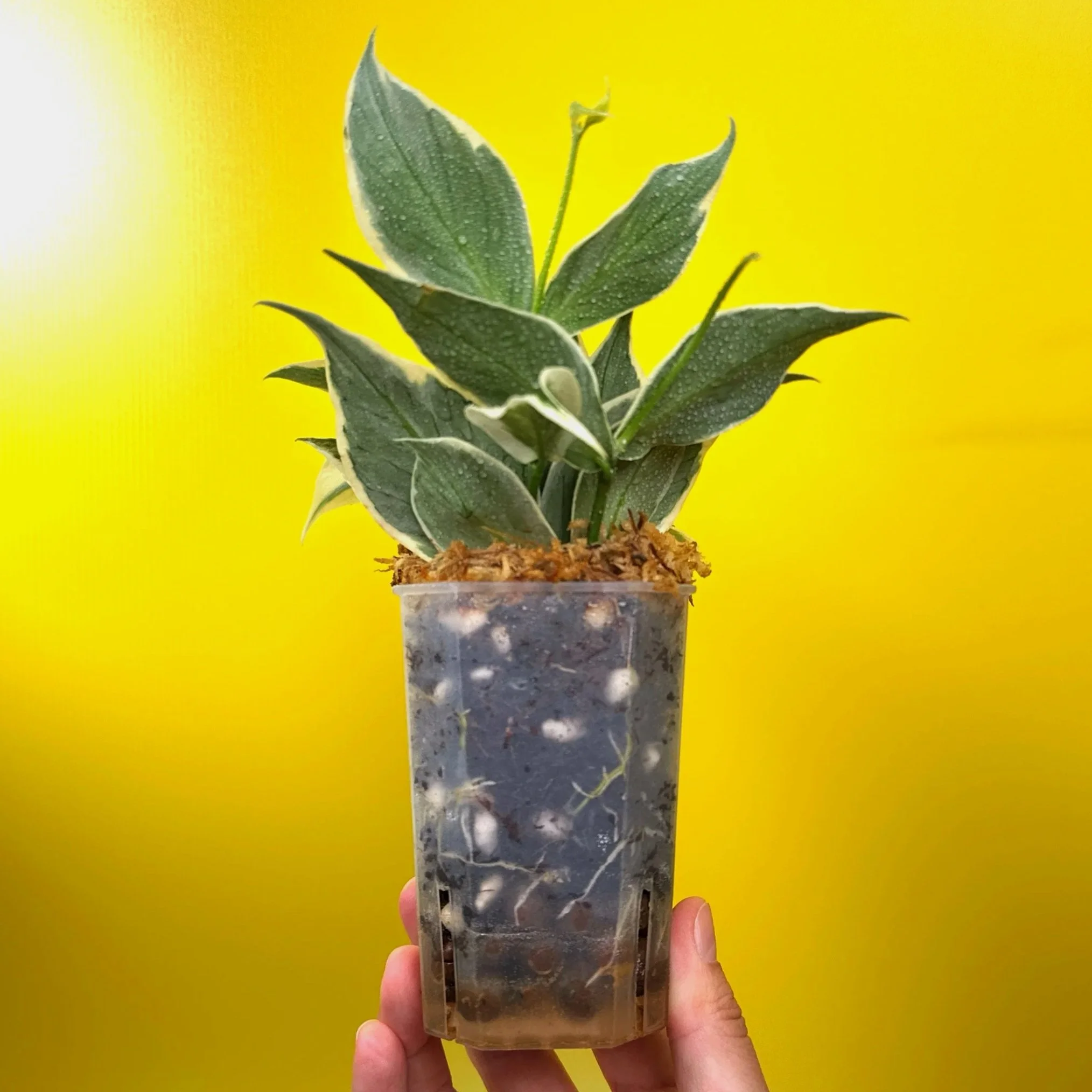 Hoya Polyneura Albomarginata | Shop Rare Hoya Houseplants in Sydney, Australia | Melty Plants E-Store, Online