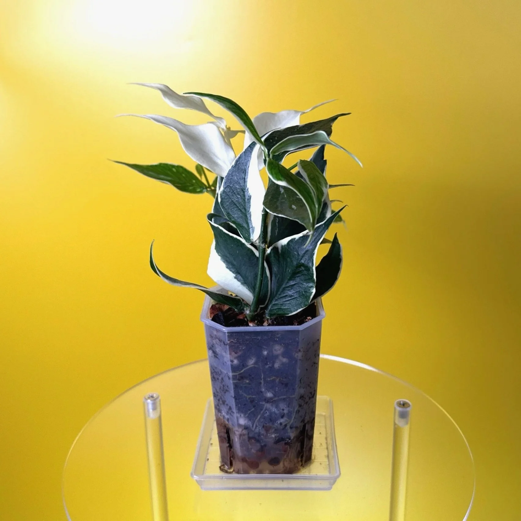 Hoya Polyneura Albomarginata | Shop Rare Hoya Houseplants in Sydney, Australia | Melty Plants E-Store, Online