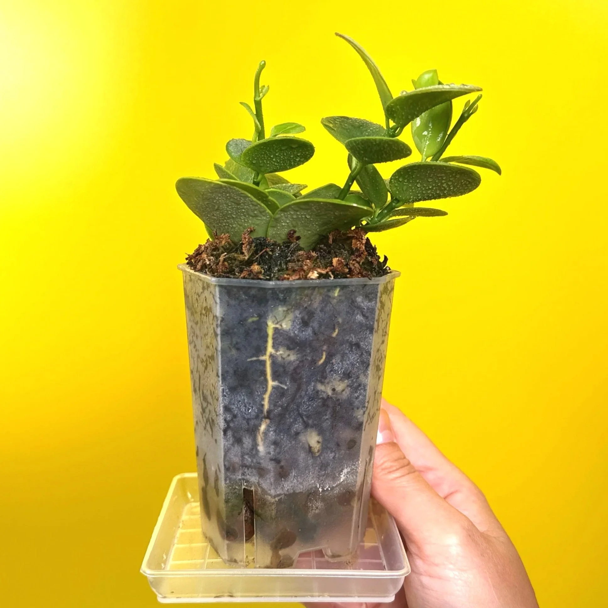 Hoya Collina in a small clear square pot for sale | Shop Rare Hoya Plants in Sydney, Australia | Melty Plants E-Store, Online