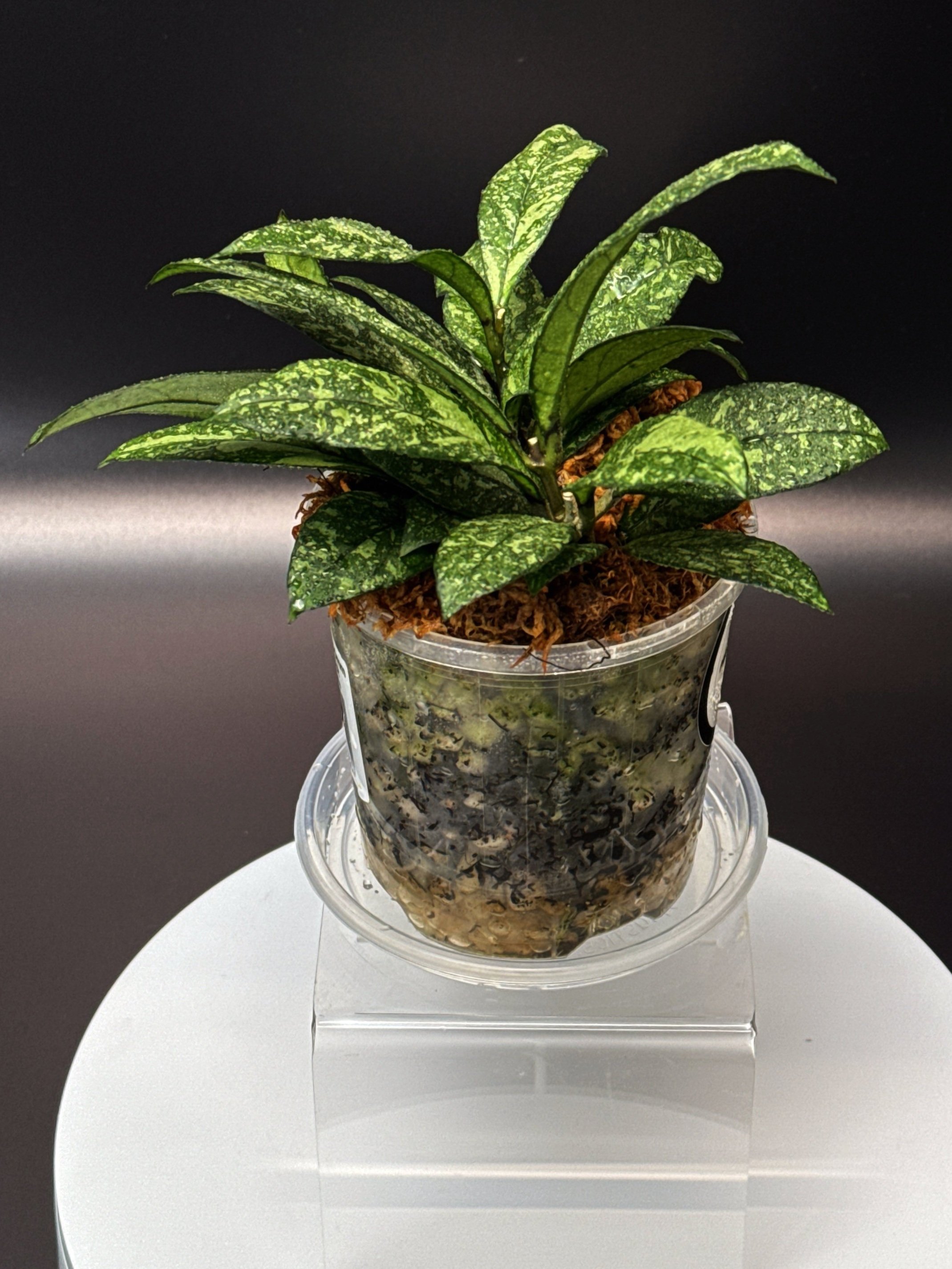Hoya Crassipetiolata Splash multi-planted in 100mm Clear Pot for sale | Shop Rare Hoya Houseplants in Sydney, Australia | Melty Plants E-Store, Online