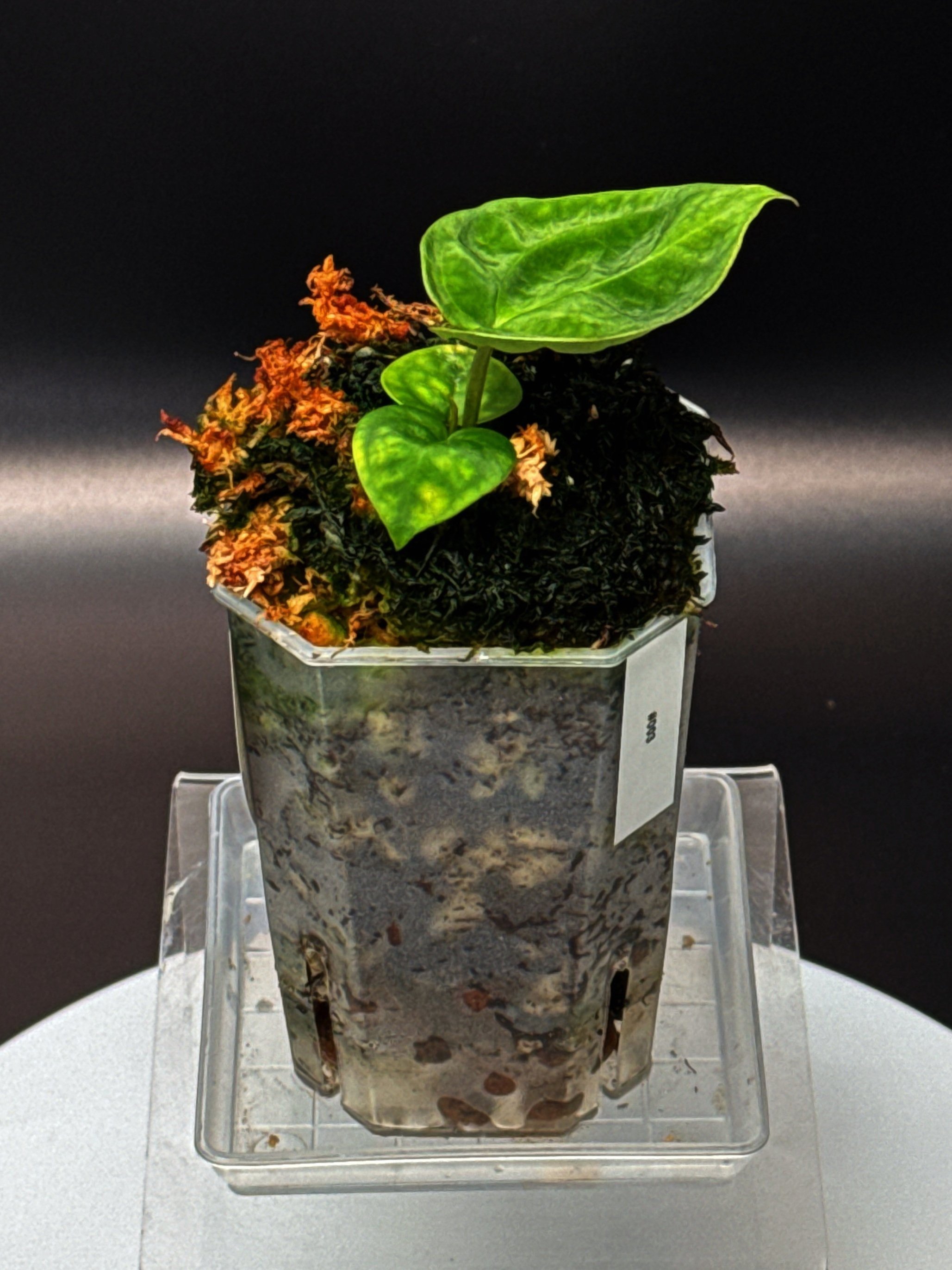 ANTHURIUM DORAS FORGETII | ANTHURIUM DORAYAKI X DARK FORGETII | SHOP RARE AUSTRALIAN ANTHURIUM HYBRID HOUSEPLANTS | MELTY PLANTS E-STORE, ONLINE