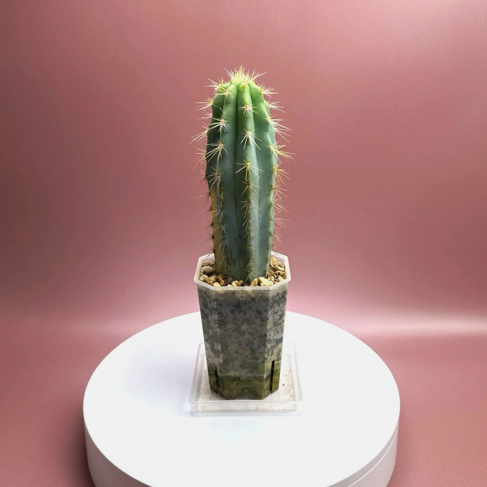 Highly desired and ultra rare Cactus Pilosocereus Pachycladus﻿ Variegated in a medium square sized clear pot for sale from Melty Plants Australia Sydney online store.