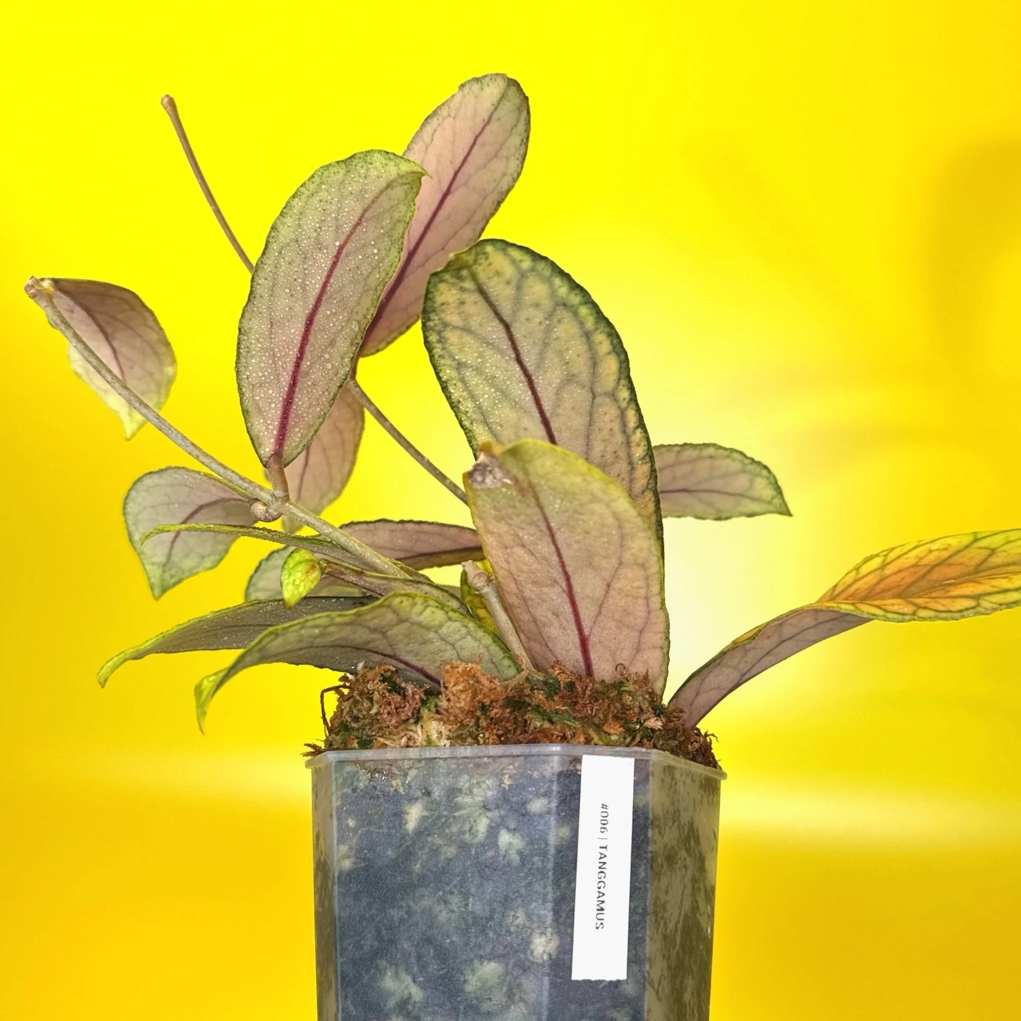 Hoya Tanggamus | Shop Rare Large Leaf Hoya Plants in Sydney, Australia | Melty Plants E-Store, Online