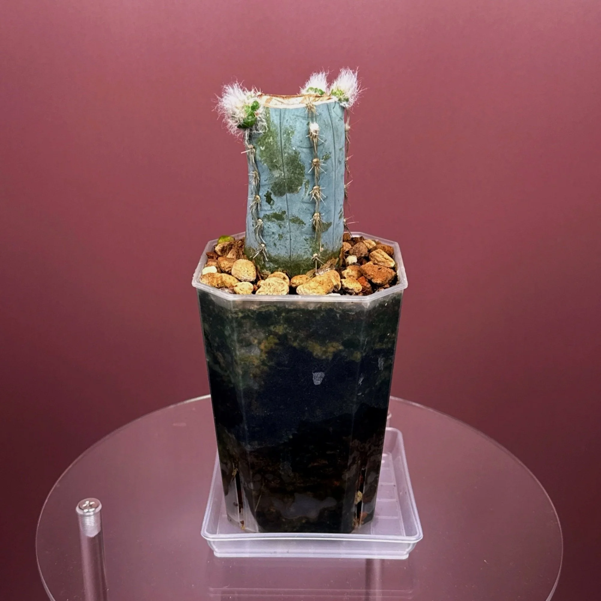 Rare Cactus Pilosocereus Pachycladus﻿ 'Woolly Blue Torch' in a medium clear square pot for sale on Melty Plants Australia online store in Sydney Australia.