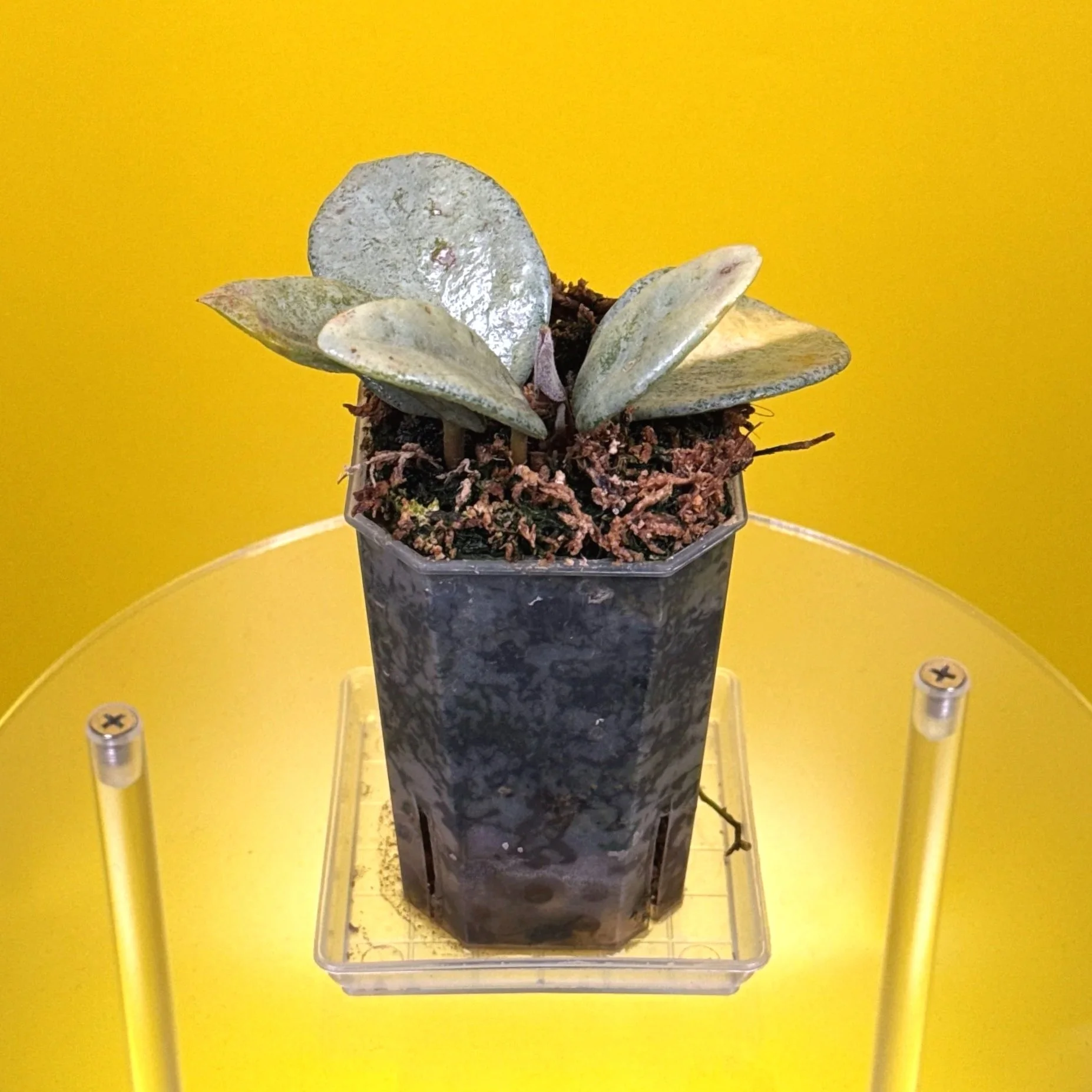 Hoya Carnosa Nova Ghost multi-planted in a small square pot for sale in Sydney, Australia