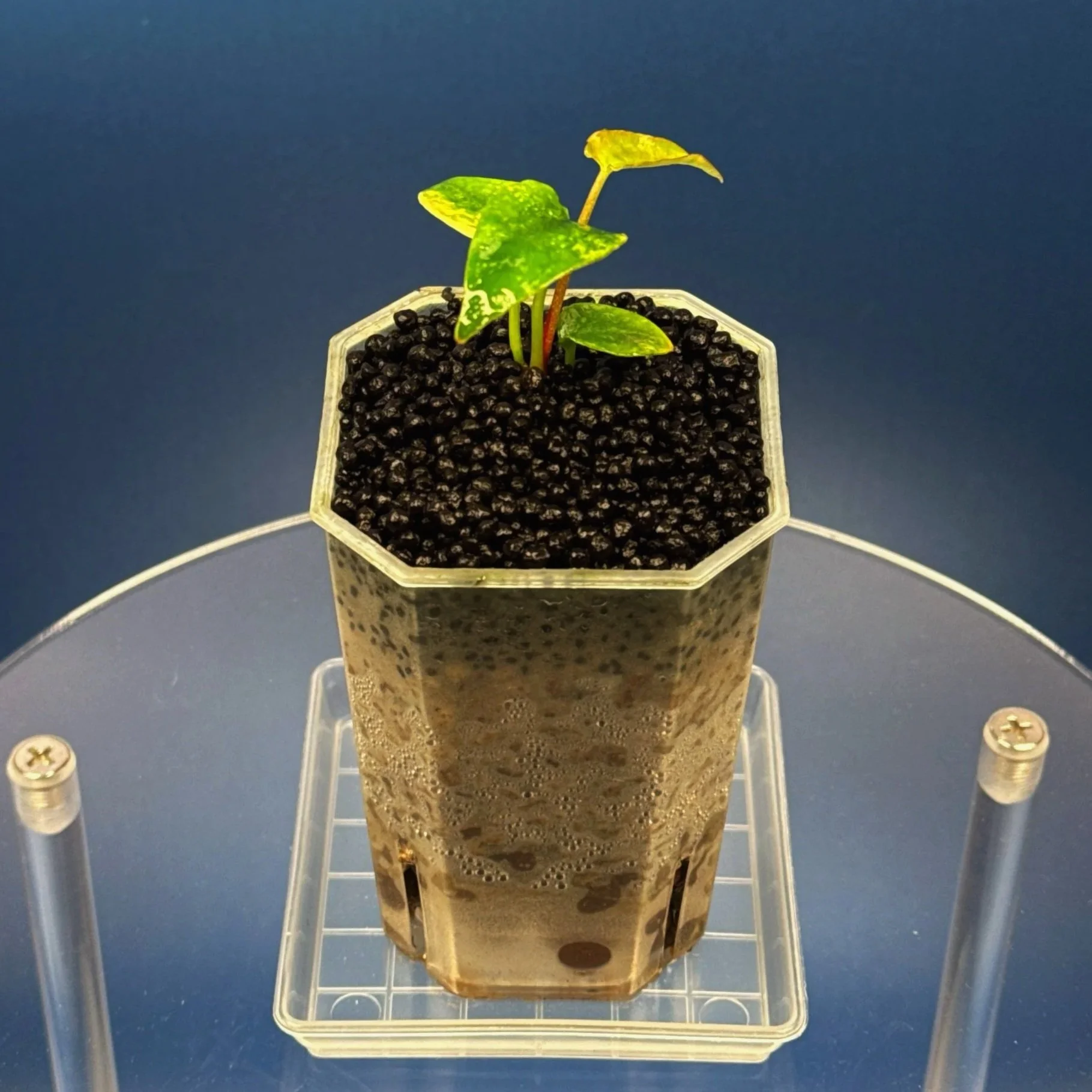 Anthurium (Var. Forgetii x Dark Pap) x Aus Black Cherry Red – Variegated | Shop Ultra Rare Variegated Anthuriums online from Sydney, Australia | Melty Plants E-Store, Online