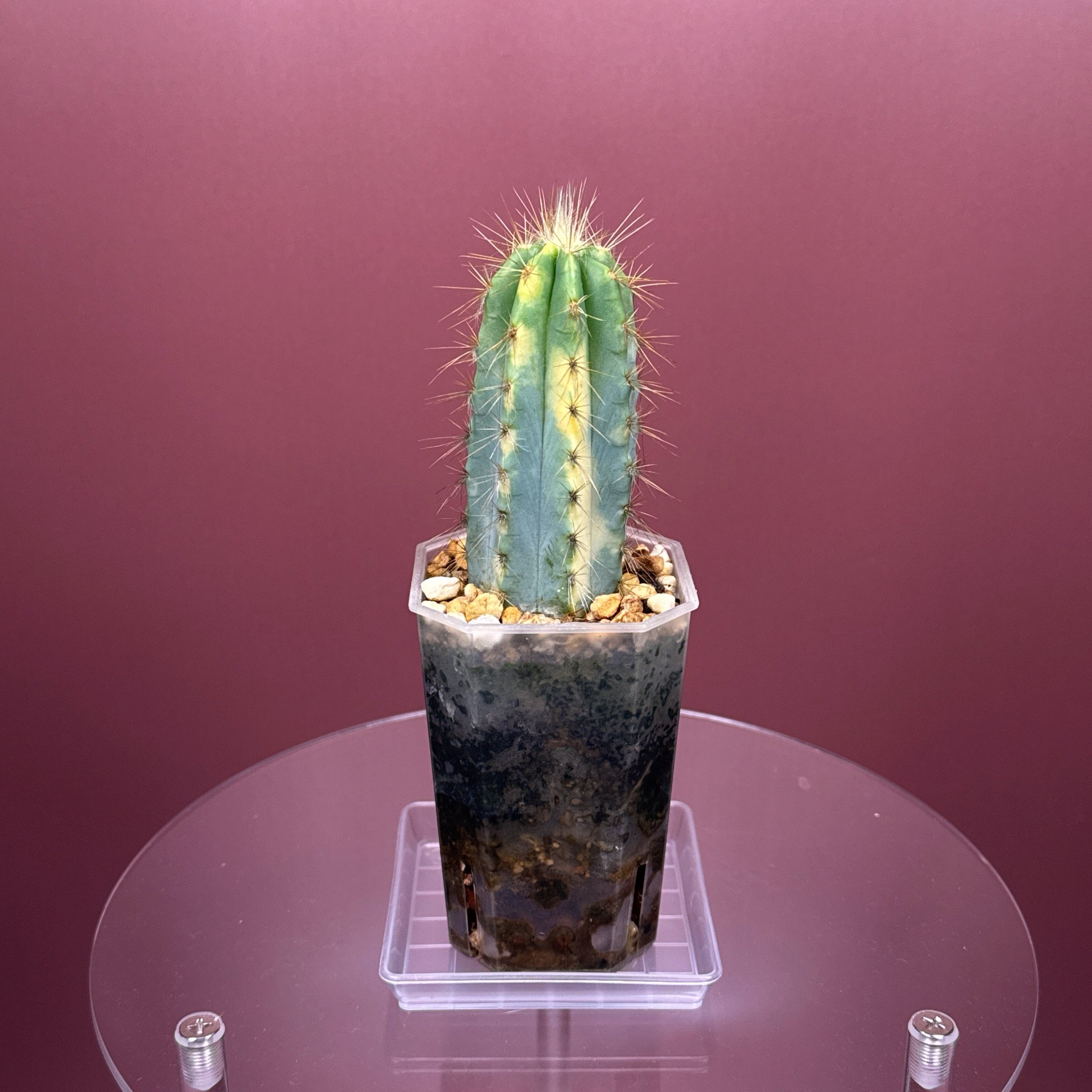 PILOSOCEREUS PACHYCLADUS VARIEGATED
