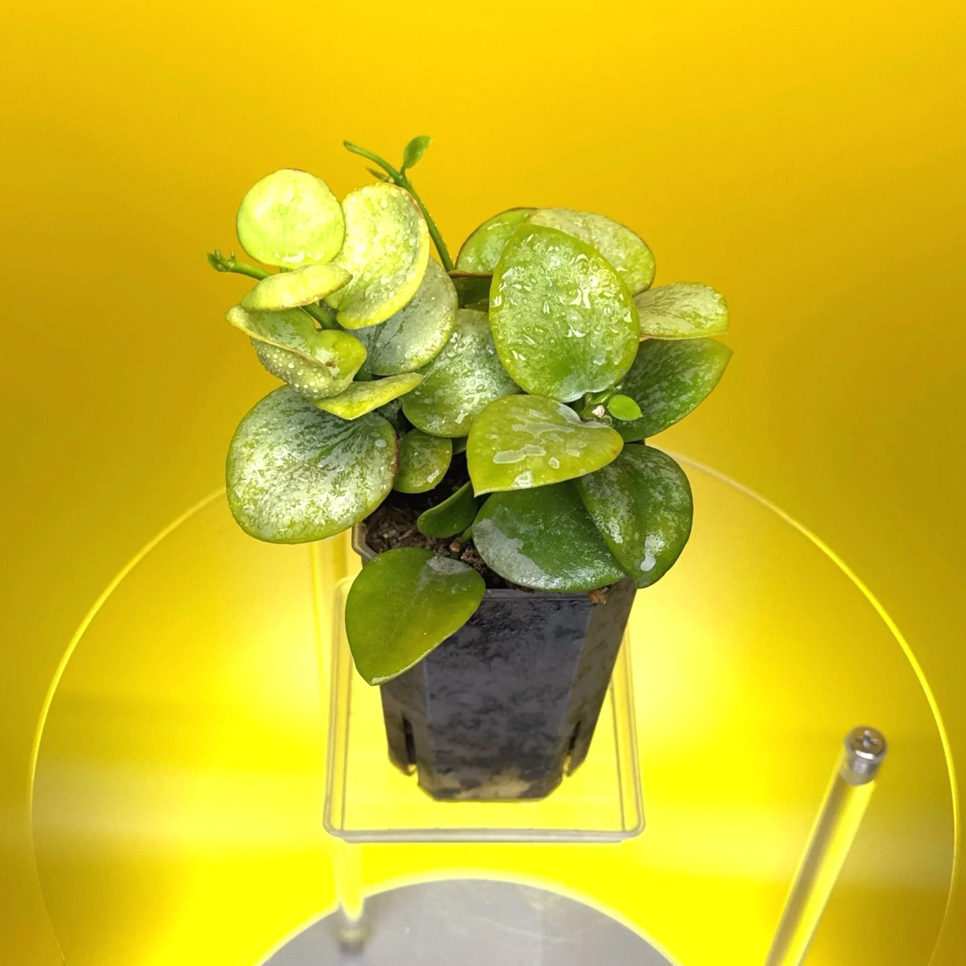 Hoya Collina in a small clear square pot for sale | Shop Rare Hoya Plants in Sydney, Australia | Melty Plants E-Store, Online
