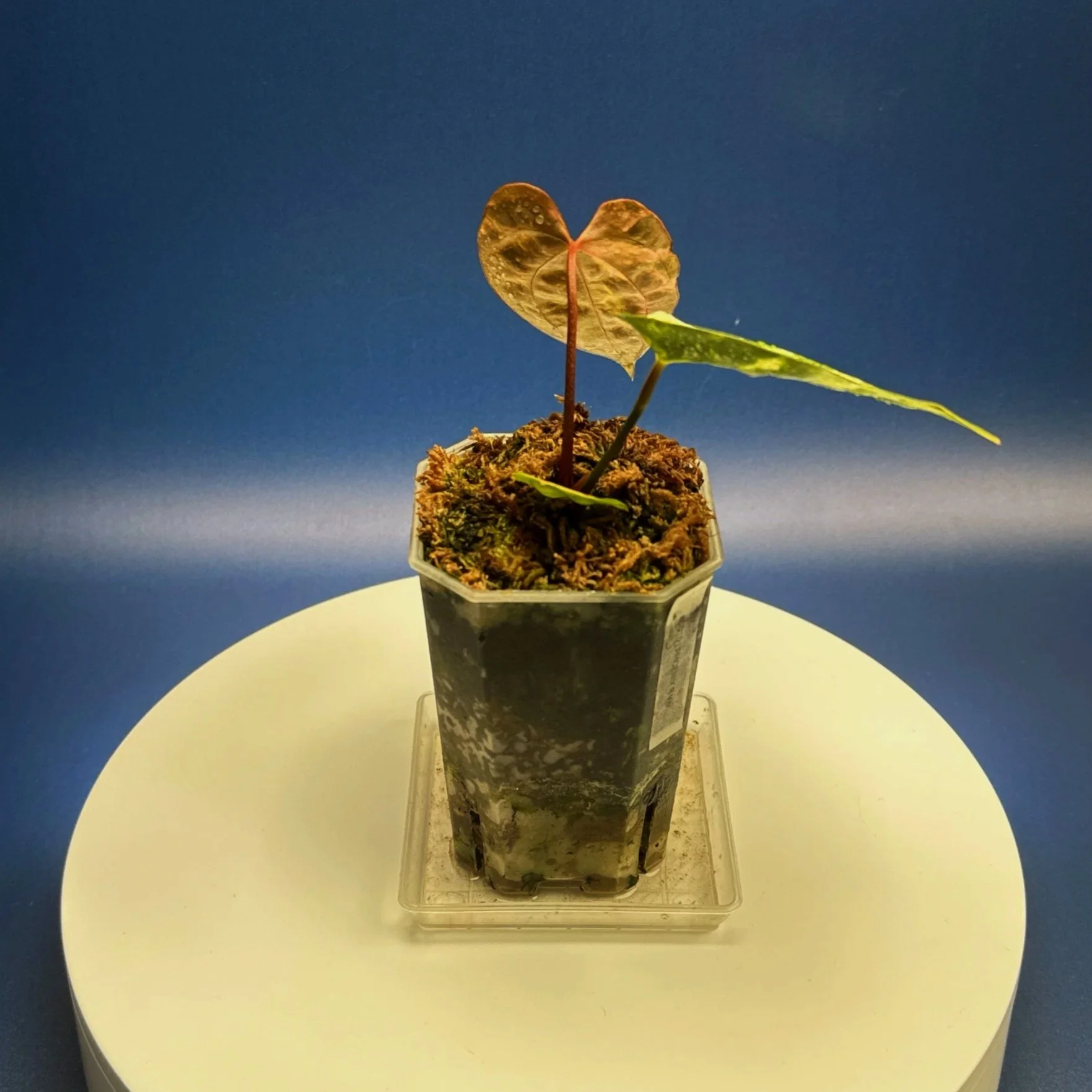 Anthurium Variegated Magnificum x Red Vein Dark Phoenix – Variegated 'PHOENIX R' | Shop Ultra Rare Variegated Anthuriums online from Sydney, Australia | Melty Plants E-Store, Online
