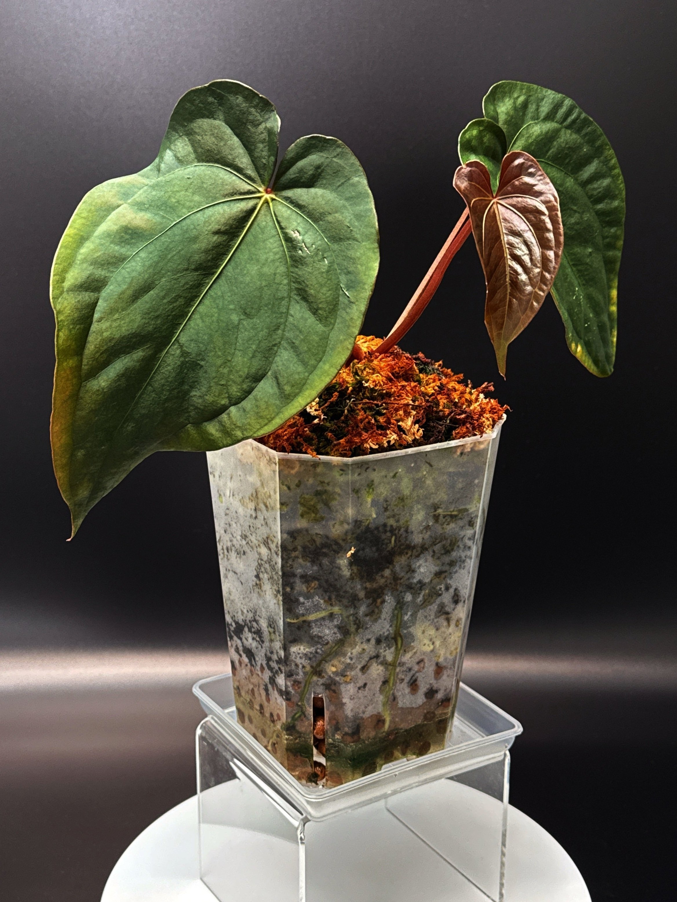 ANTHURIUM RNK027 (Forgetii x Dark Papillilaminum) x (Midnight Velvet x Luxurians) | Shop Rare Anthurium Houseplants in Sydney, Australia | Melty Plants E-Store, Online