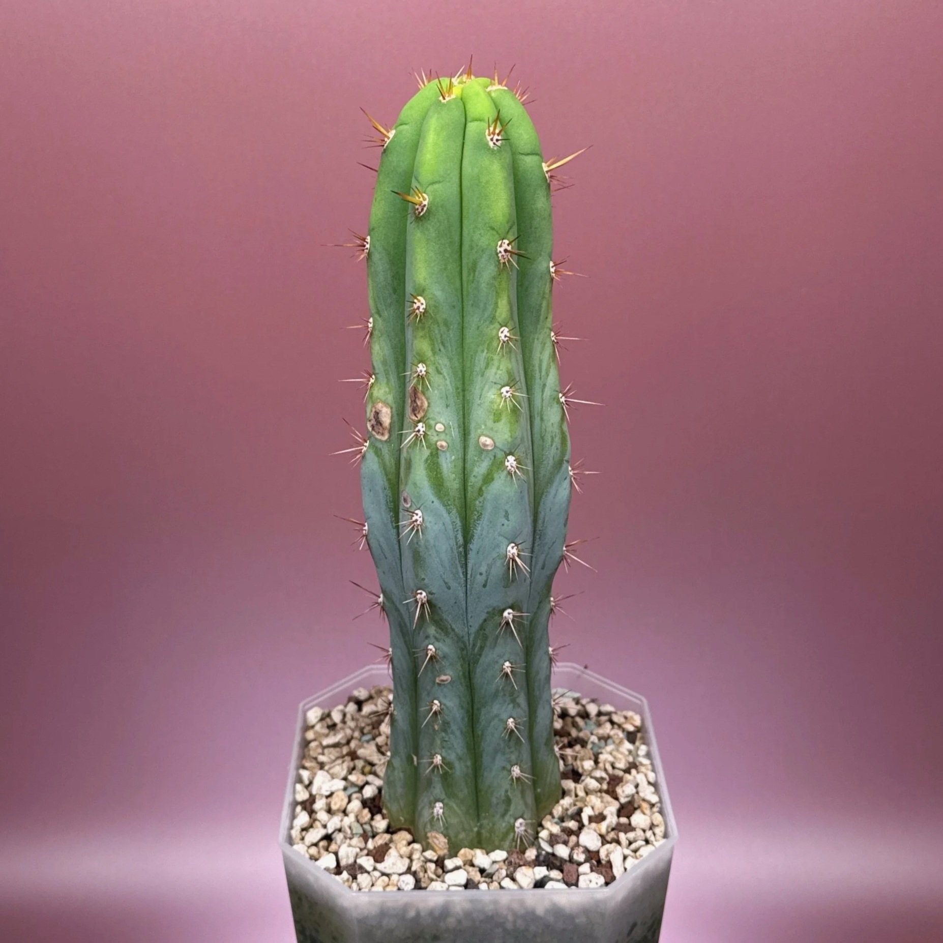 Cactus Trichocereus Peruvianus 'Len x Sharxx Blue' - Frosty | Shop Rare Frosty Blue Cacti in Sydney, Australia | Melty Plants E-Store, Online