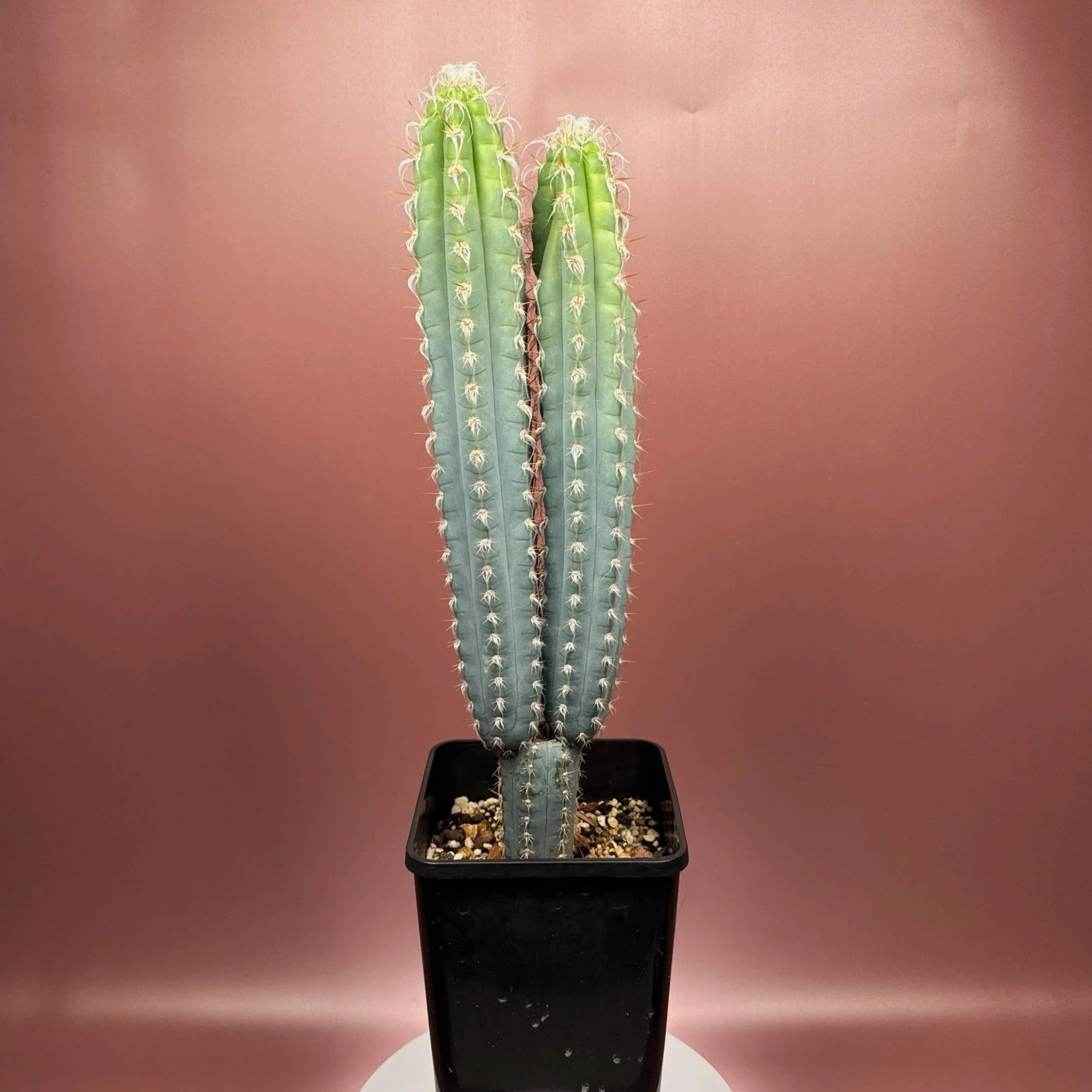CACTUS Pilosocereus Pachycladus﻿ 'Woolly Blue Torch'