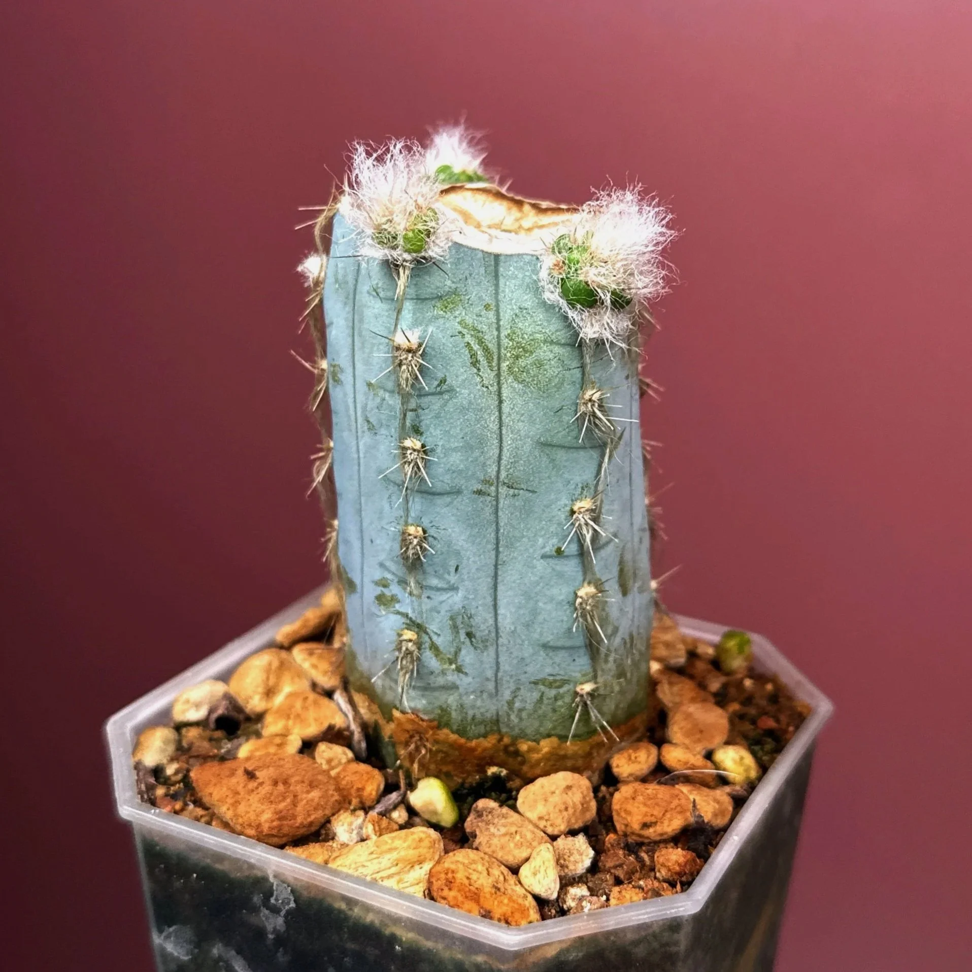 CACTUS Pilosocereus Pachycladus﻿ 'Woolly Blue Torch'