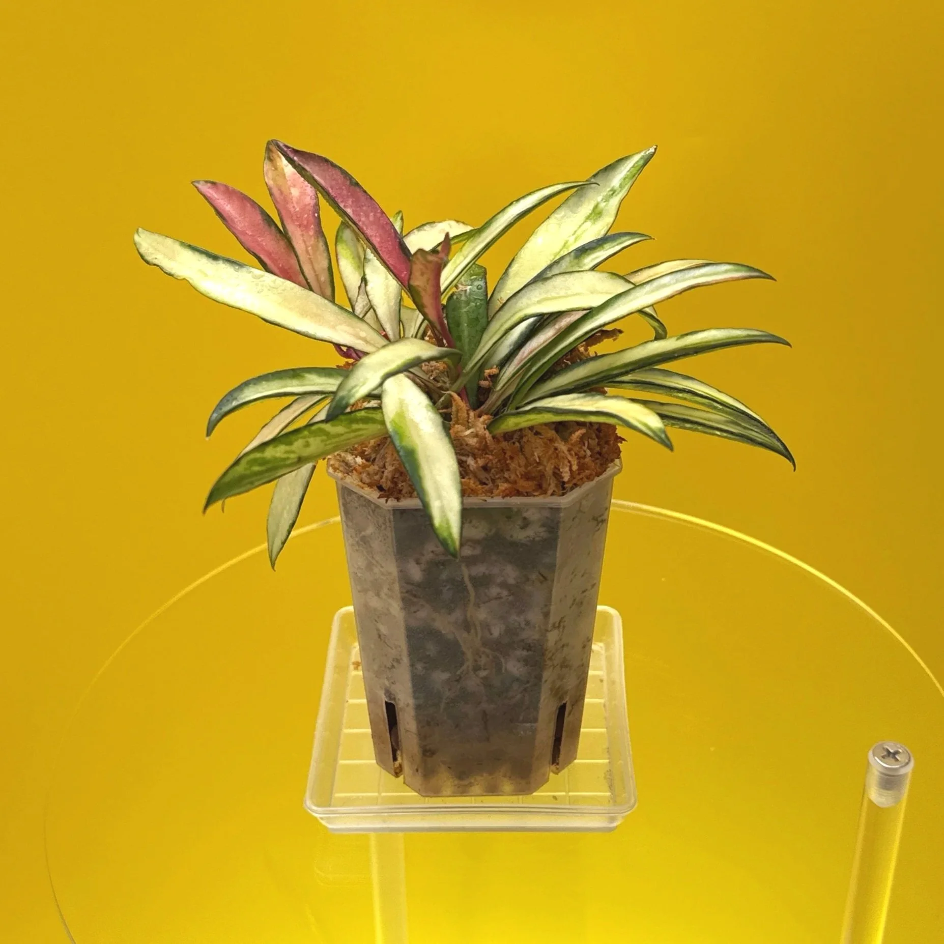 Hoya Wayetii Variegated | Shop Rare Hoya Houseplants in Sydney, Australia | Melty Plants E-Store, Online