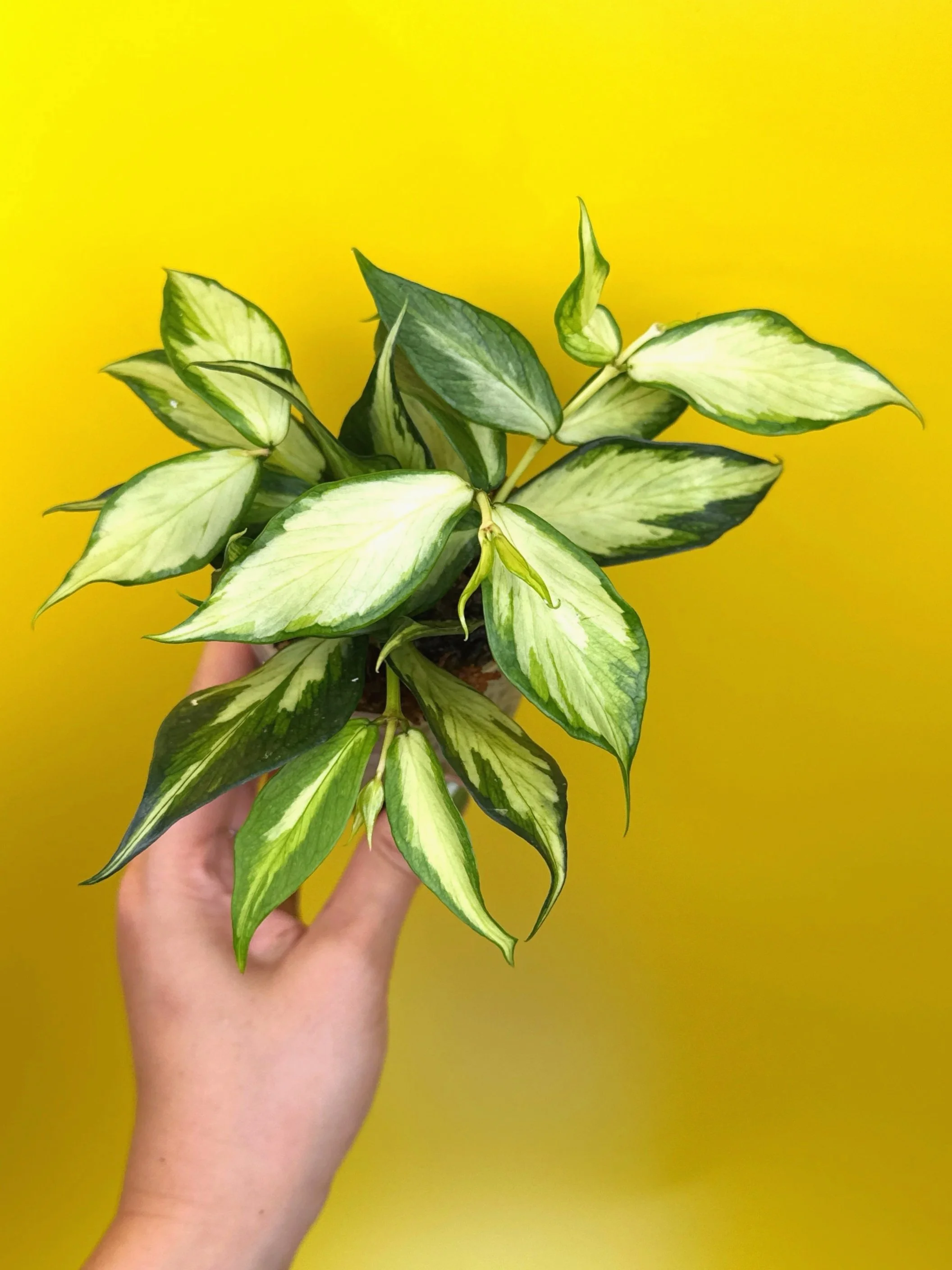 HOYA Polyneura Albomarginata – Inner Variegated