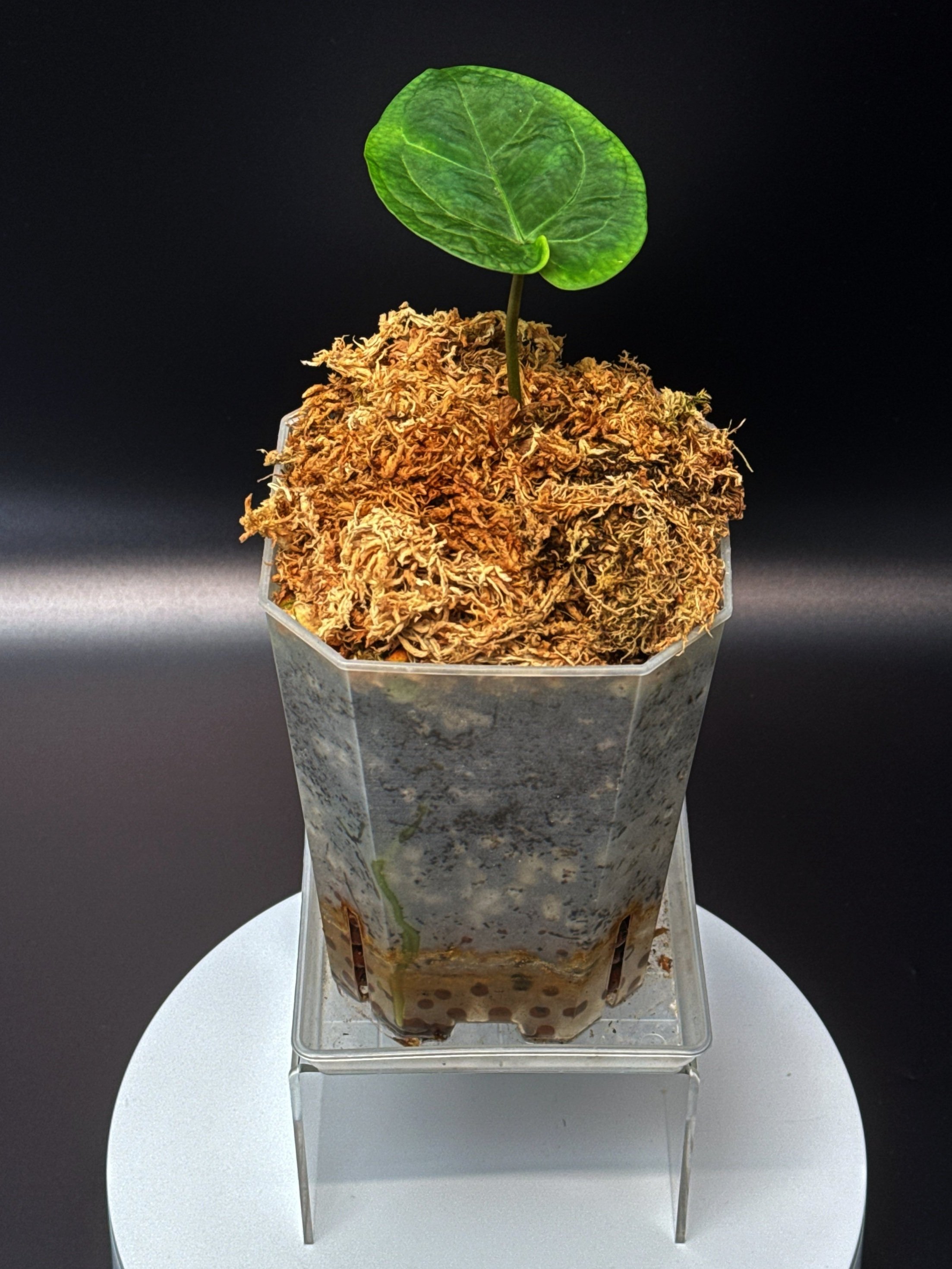 Anthurium (Michelle x Zara) x Long Bullet Papillilaminum | Shop Rare Australian Anthurium Houseplants in Sydney, Australia | Melty Plants E-Store, Online