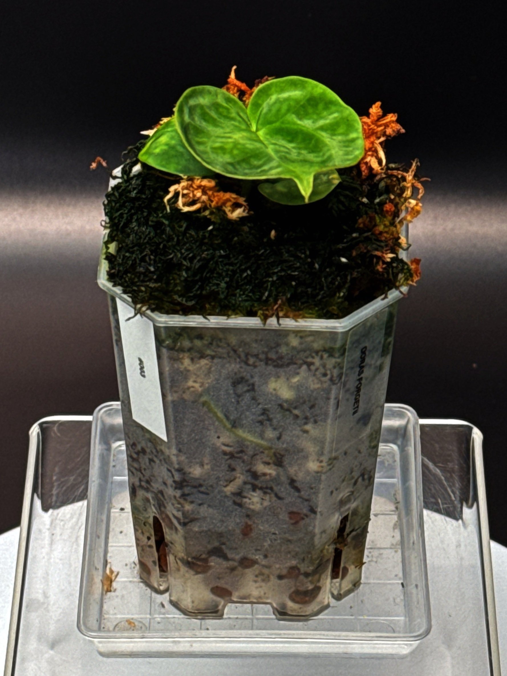 ANTHURIUM DORAS FORGETII | ANTHURIUM DORAYAKI X DARK FORGETII | SHOP RARE AUSTRALIAN ANTHURIUM HYBRID HOUSEPLANTS | MELTY PLANTS E-STORE, ONLINE