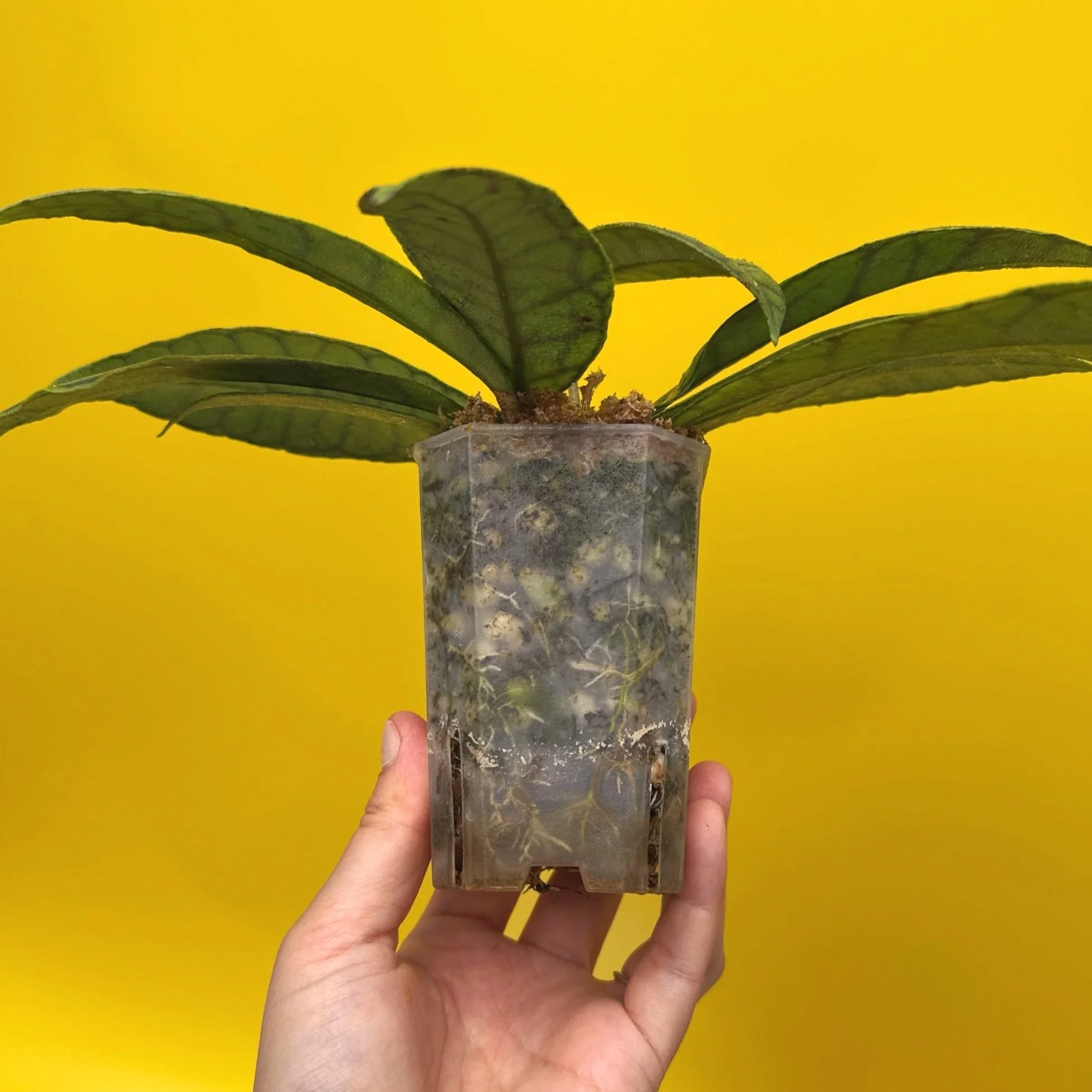 Hoya Callistophylla sp. Kalimantan | Shop Rare Hoya Plants in Sydney, Australia | Melty Plants Australia E-Store, Online