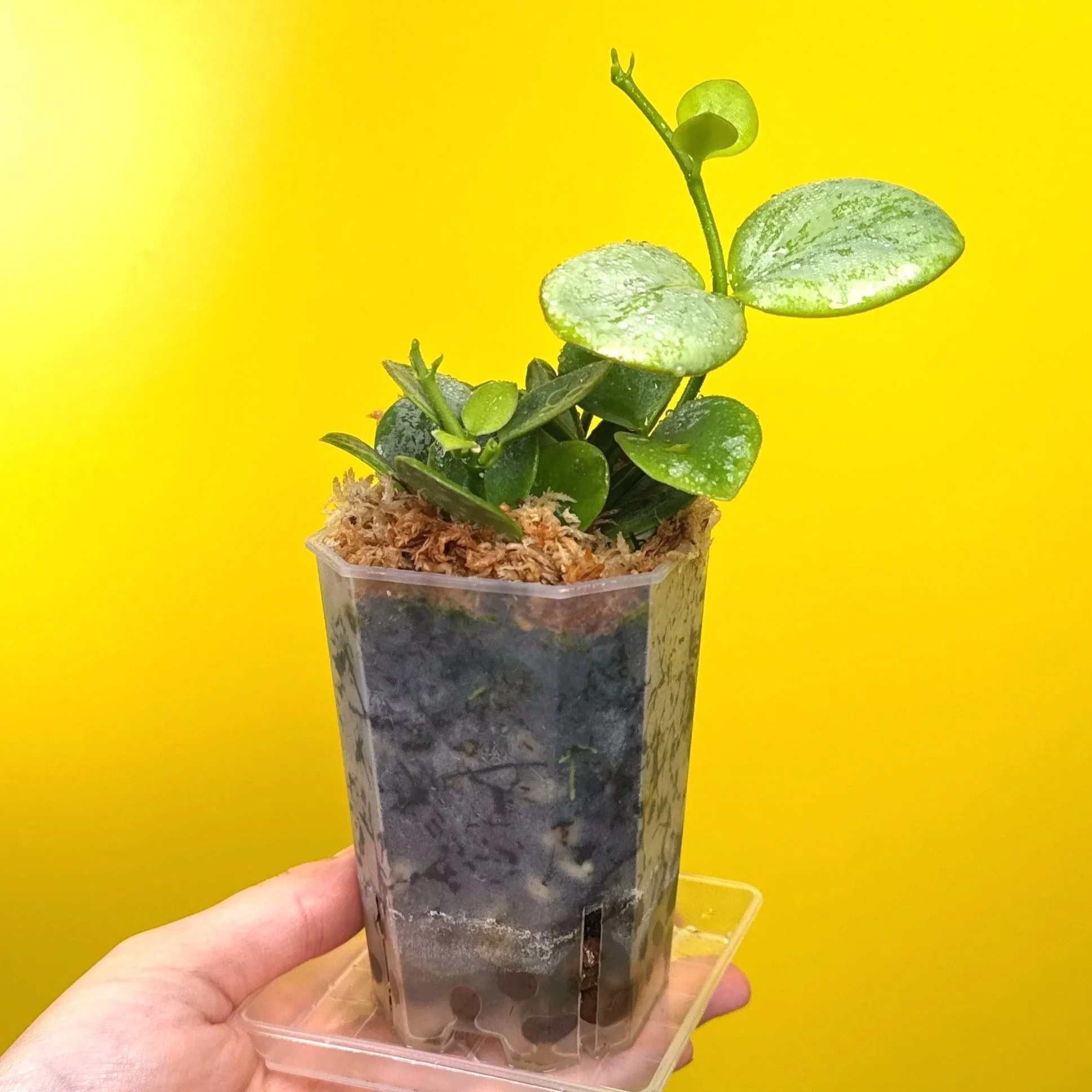 Hoya Collina in a small clear square pot for sale | Shop Rare Hoya Plants in Sydney, Australia | Melty Plants E-Store, Online