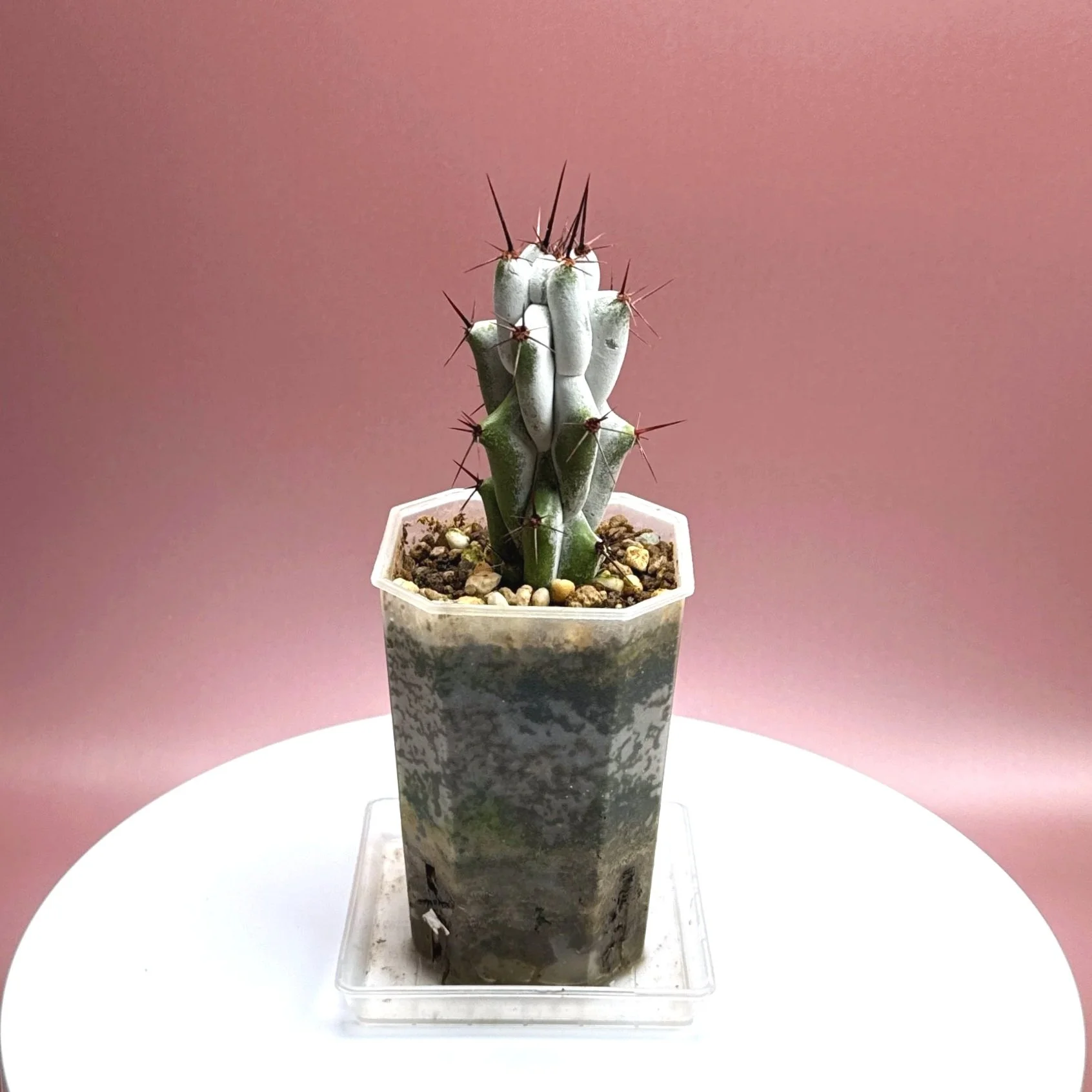 Cactus Stenocereus Beneckei 'Caterpillar' | Shop Rare White Cacti Plants in Sydney, Australia | Melty Plants E-Store Online