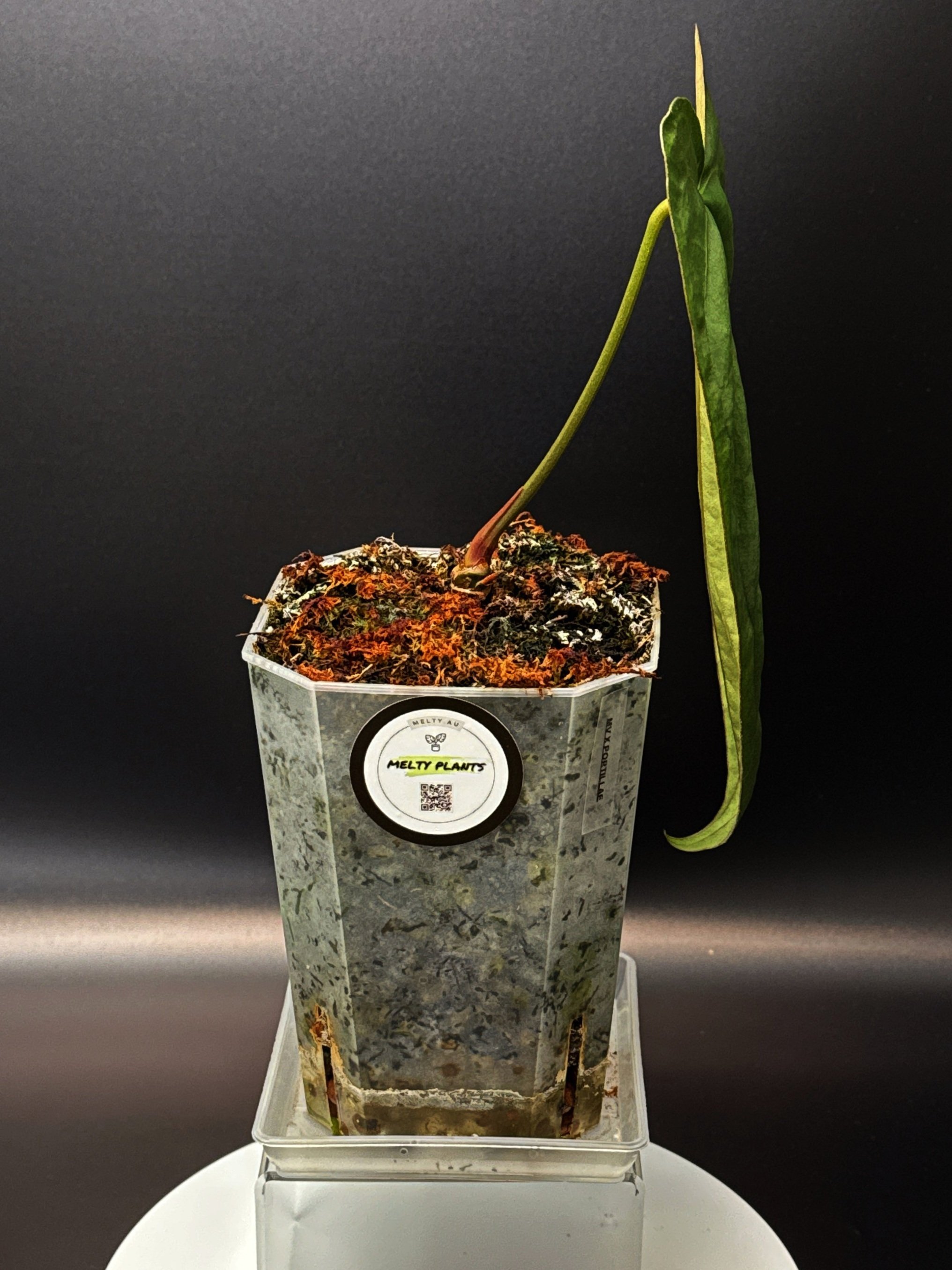 Anthurium Midnight Port: Midnight Velvet 'Hurricane' x Indonesian Portillae) | Shop Rare Anthurium Houseplants in Sydney, Australia | Melty Plants E-Store, Online