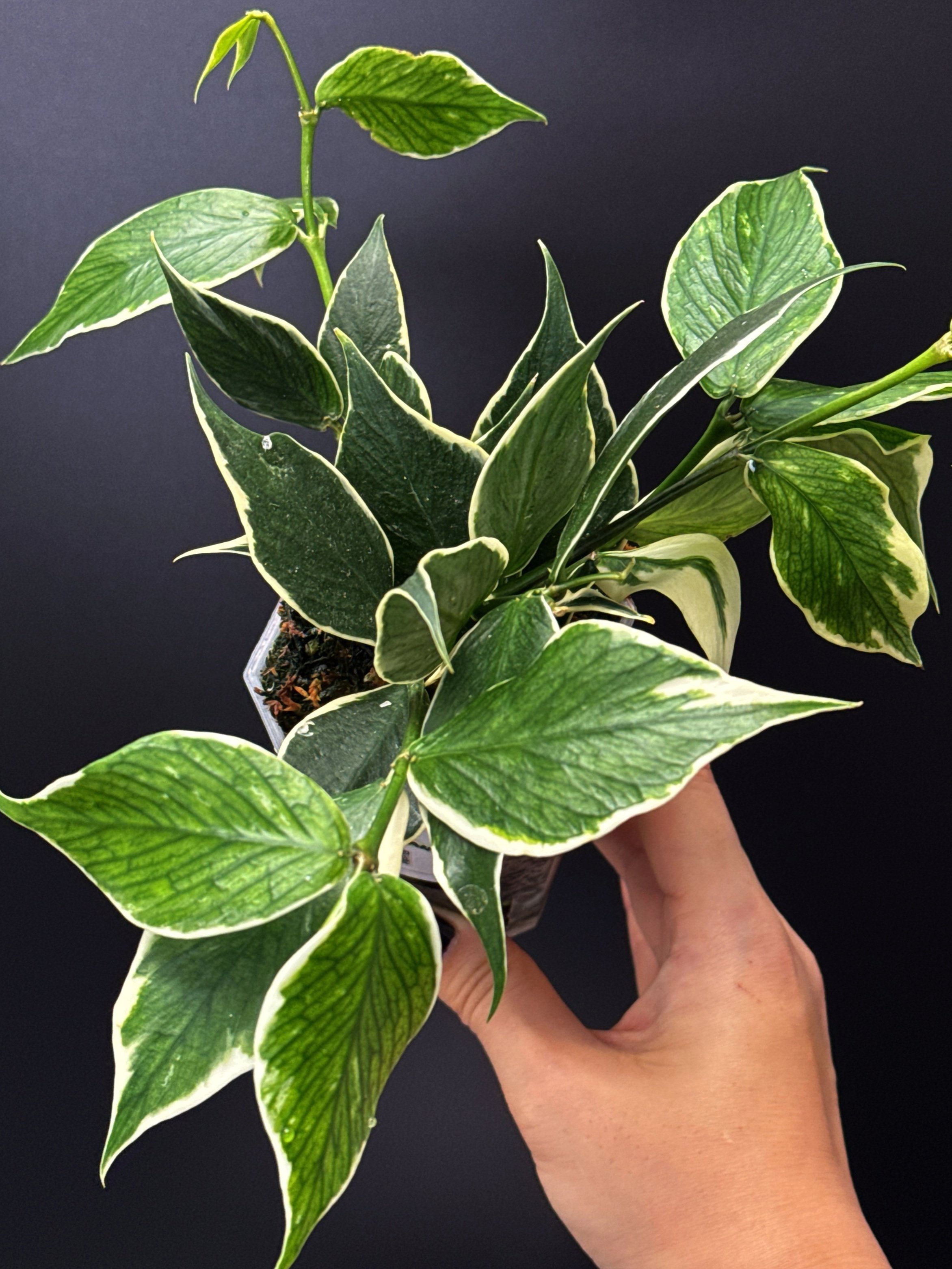 Hoya Polyneura Albomarginata in 100mm Clear Pot for sale | Shop Rare Hoya Houseplants in Sydney, Australia | Melty Plants E-Store, Online