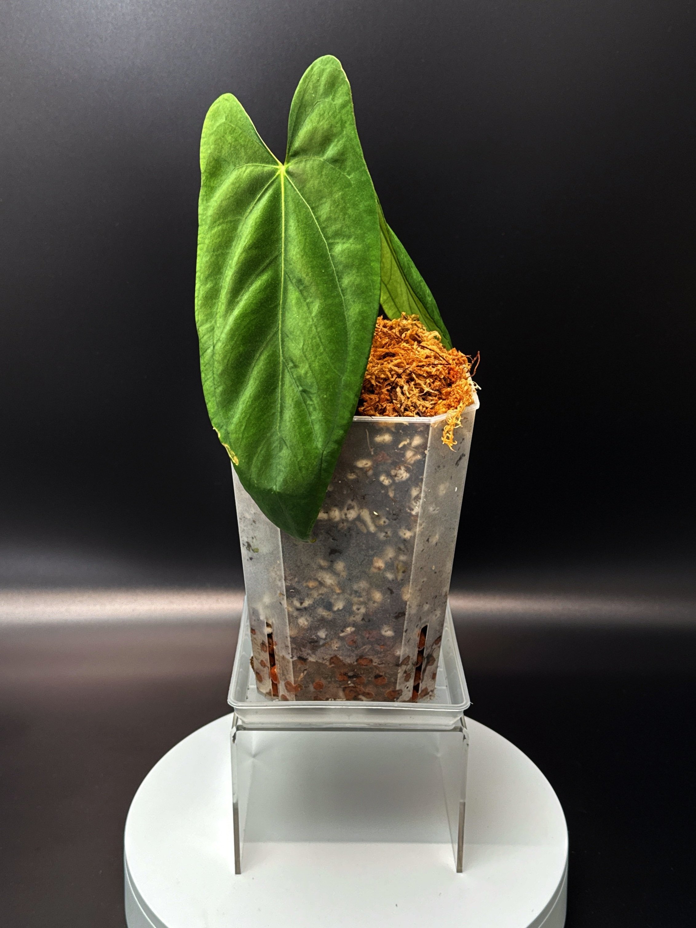 Anthurium Midnight Port: Midnight Velvet 'Hurricane' x Indonesian Portillae) | Shop Rare Anthurium Houseplants in Sydney, Australia | Melty Plants E-Store, Online
