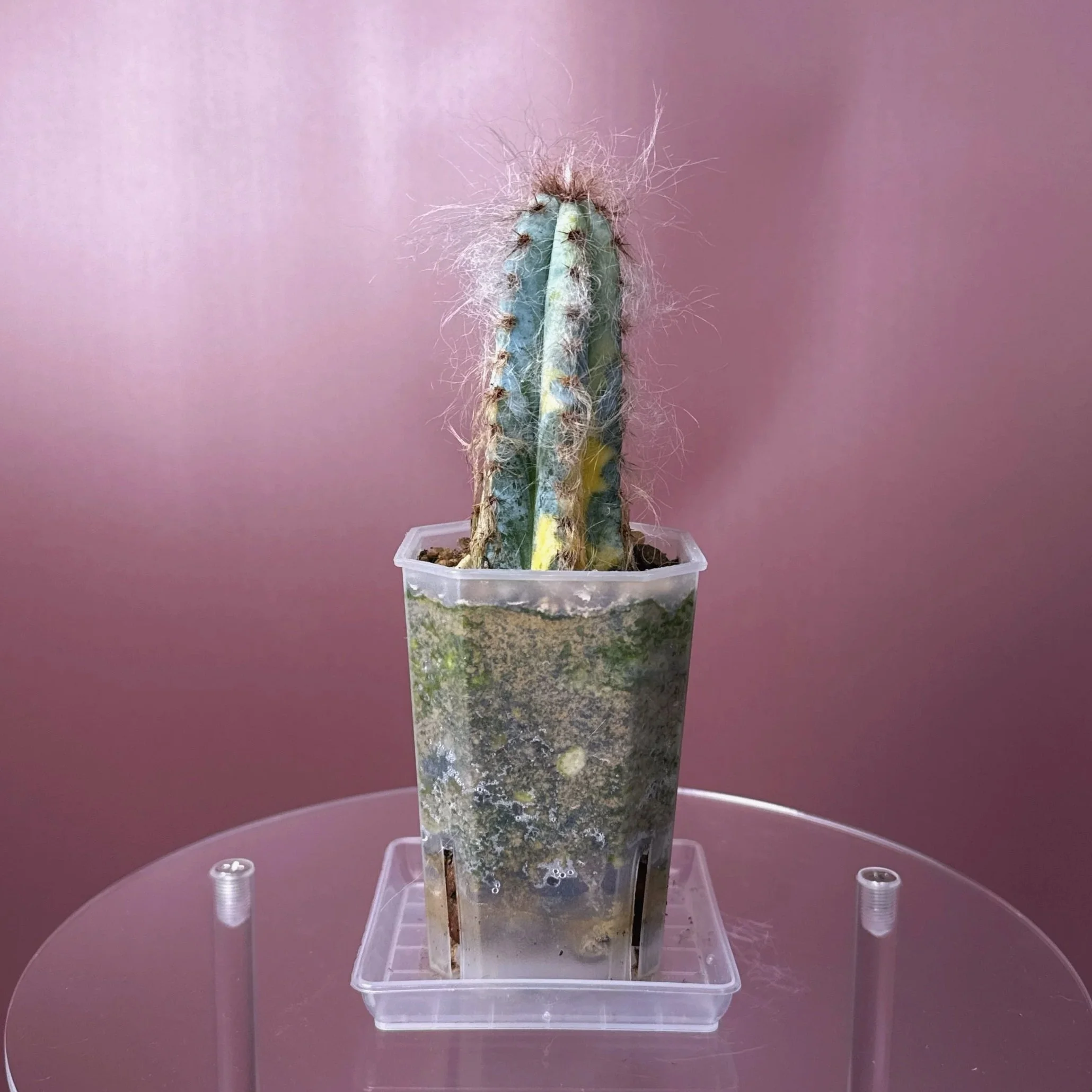 CACTUS Pilosocereus Glaucescens Cv 'Heinz' Variegated