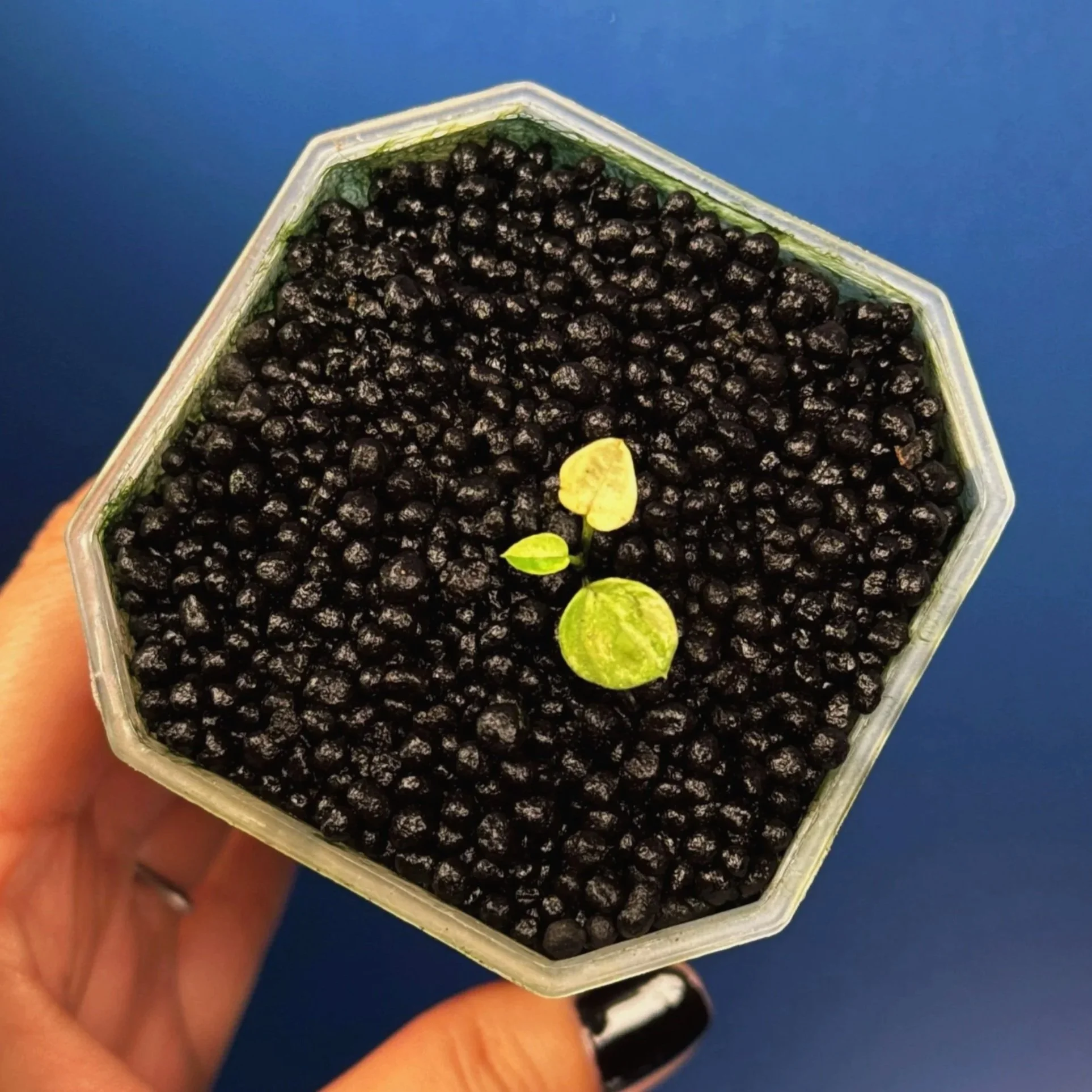 ANTHURIUM Variegated Forgetii x Red Forgetii – Variegated