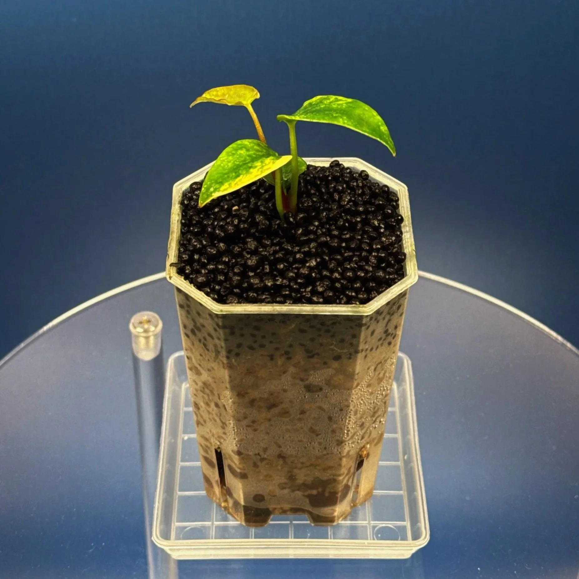 Anthurium (Var. Forgetii x Dark Pap) x Aus Black Cherry Red – Variegated | Shop Ultra Rare Variegated Anthuriums online from Sydney, Australia | Melty Plants E-Store, Online