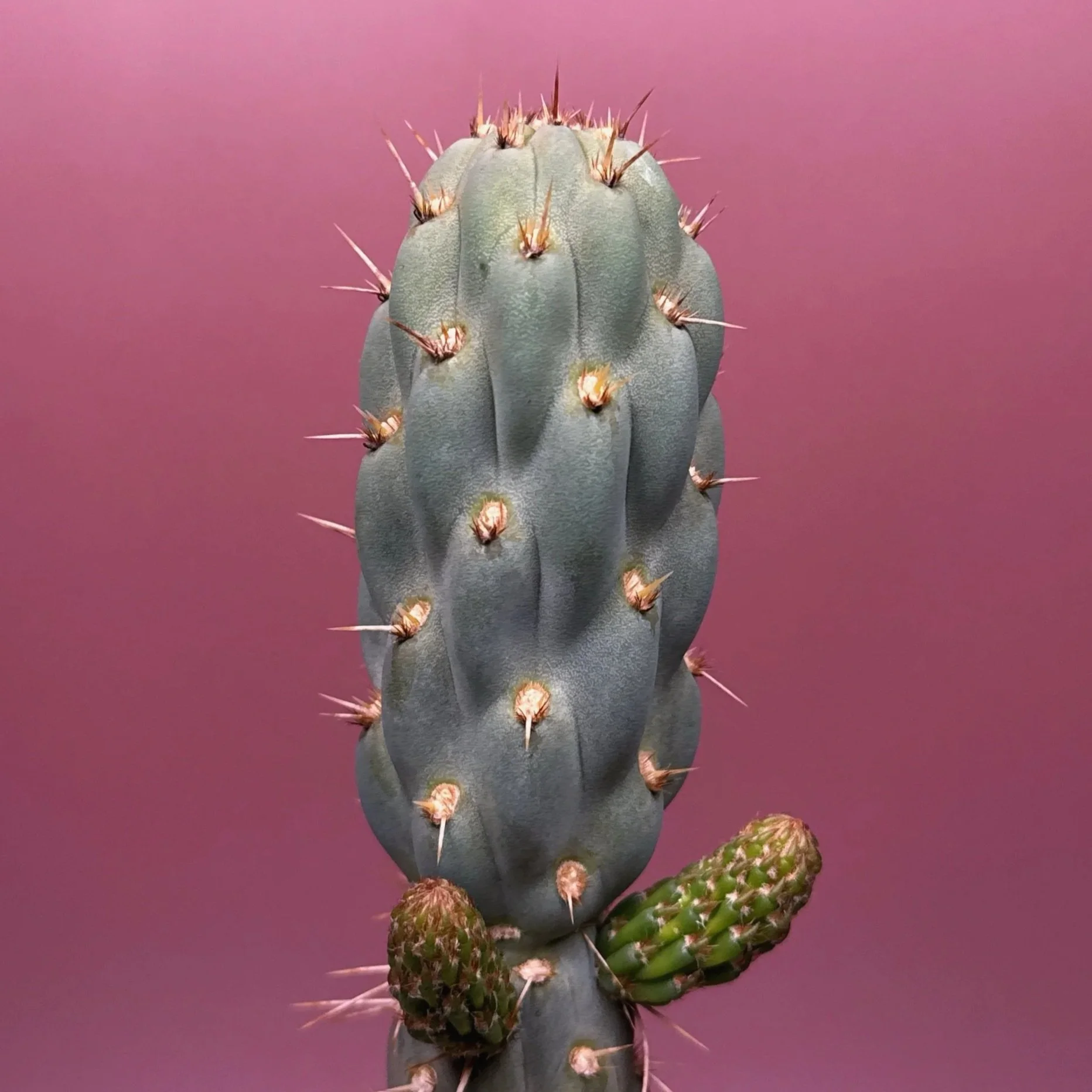 Cactus Miqueliopuntia Miquelii | Shop Rare Blue Cacti in Sydney, Australia | Melty Plants E-Store, Online