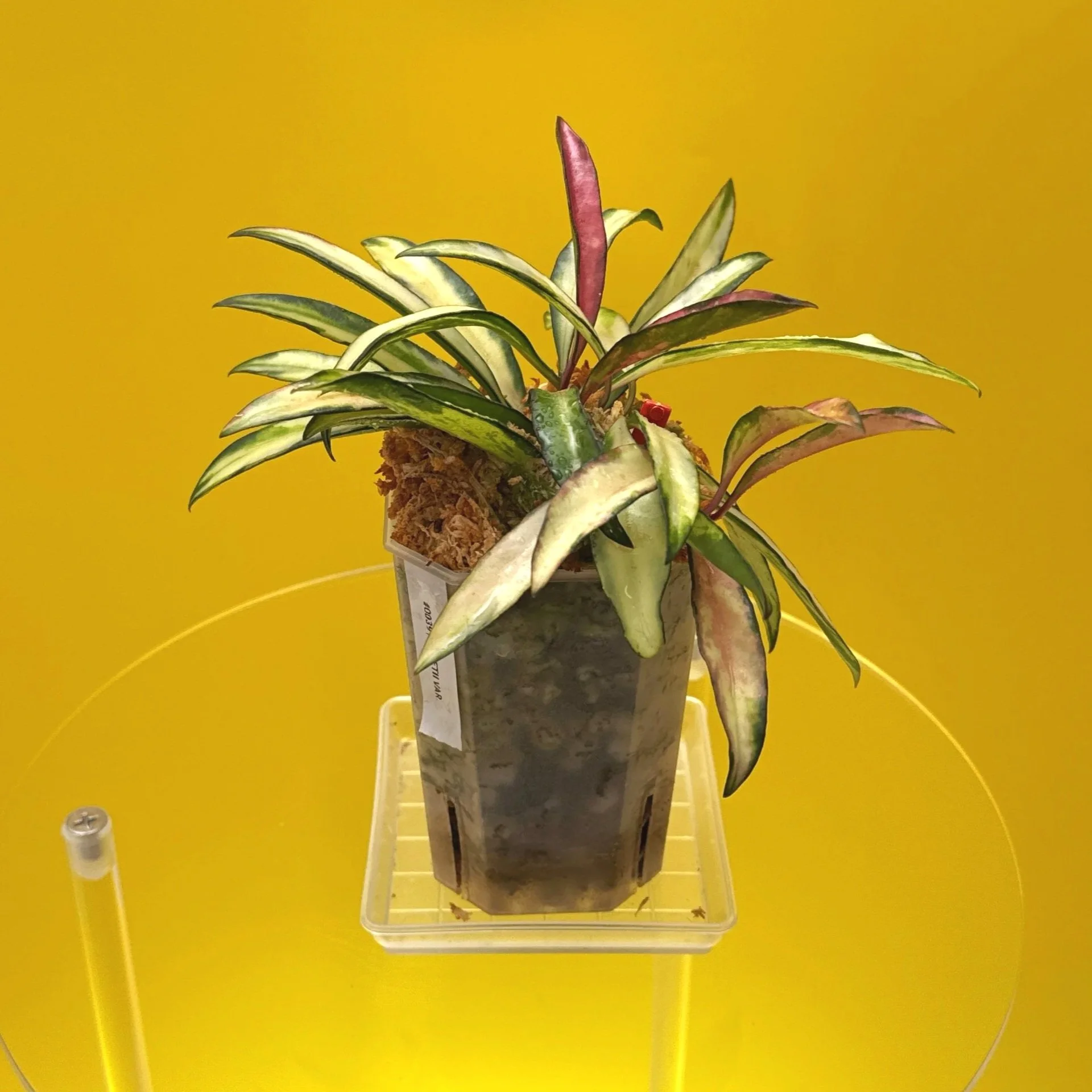 Hoya Wayetii Variegated | Shop Rare Hoya Houseplants in Sydney, Australia | Melty Plants E-Store, Online