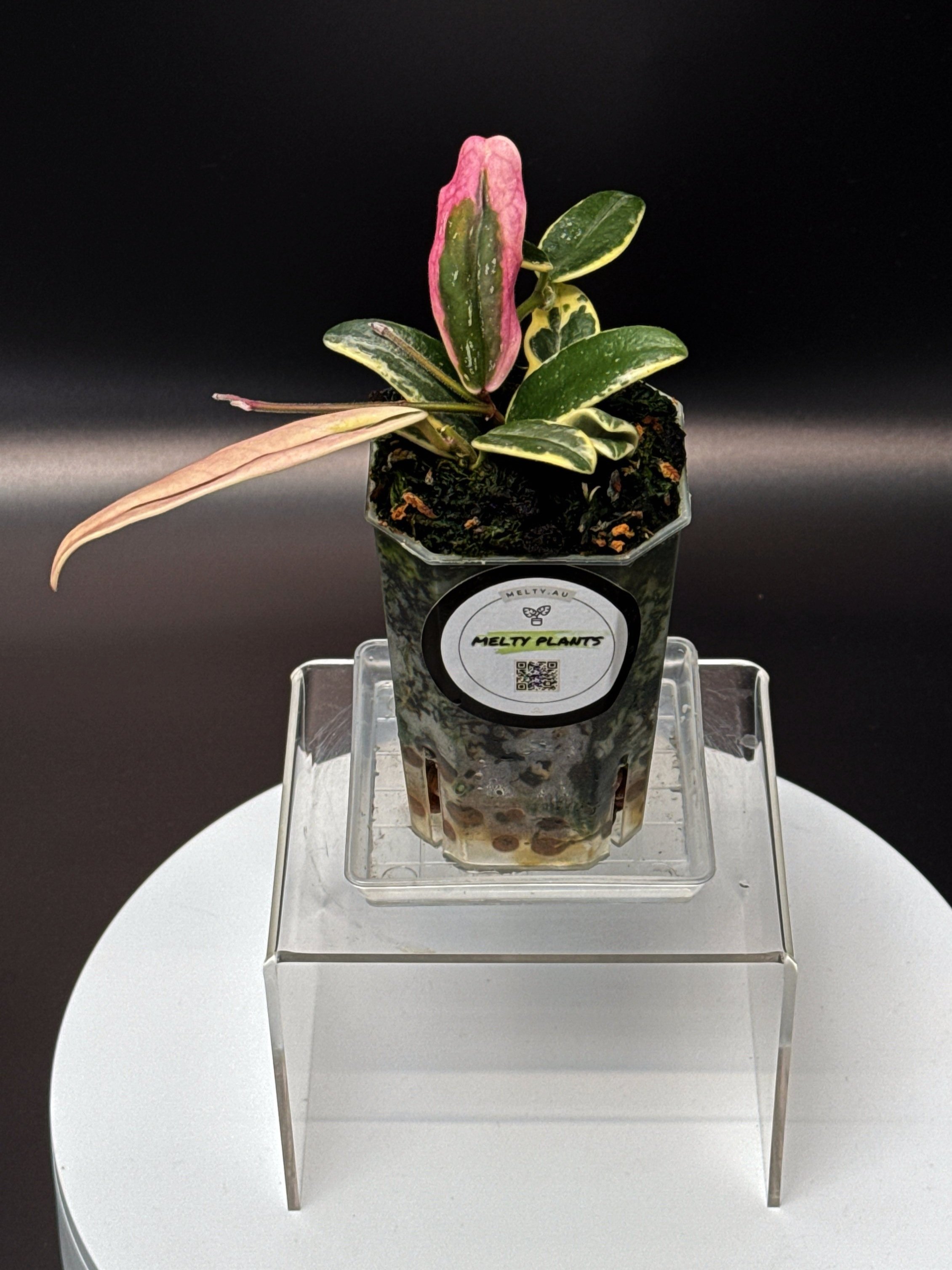 Hoya Lyi Pink Prism Albomarginata multi-planted in a Small Square Clear Pot for sale | Shop Rare Hoya Houseplants in Sydney, Australia | Melty Plants E-Store, Online