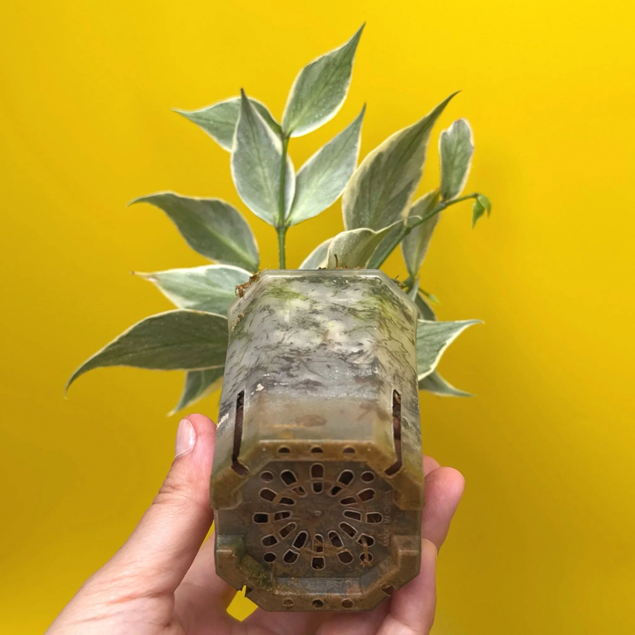 Hoya Polyneura Albomarginata | Shop Rare Hoya Houseplants in Sydney, Australia | Melty Plants E-Store, Online