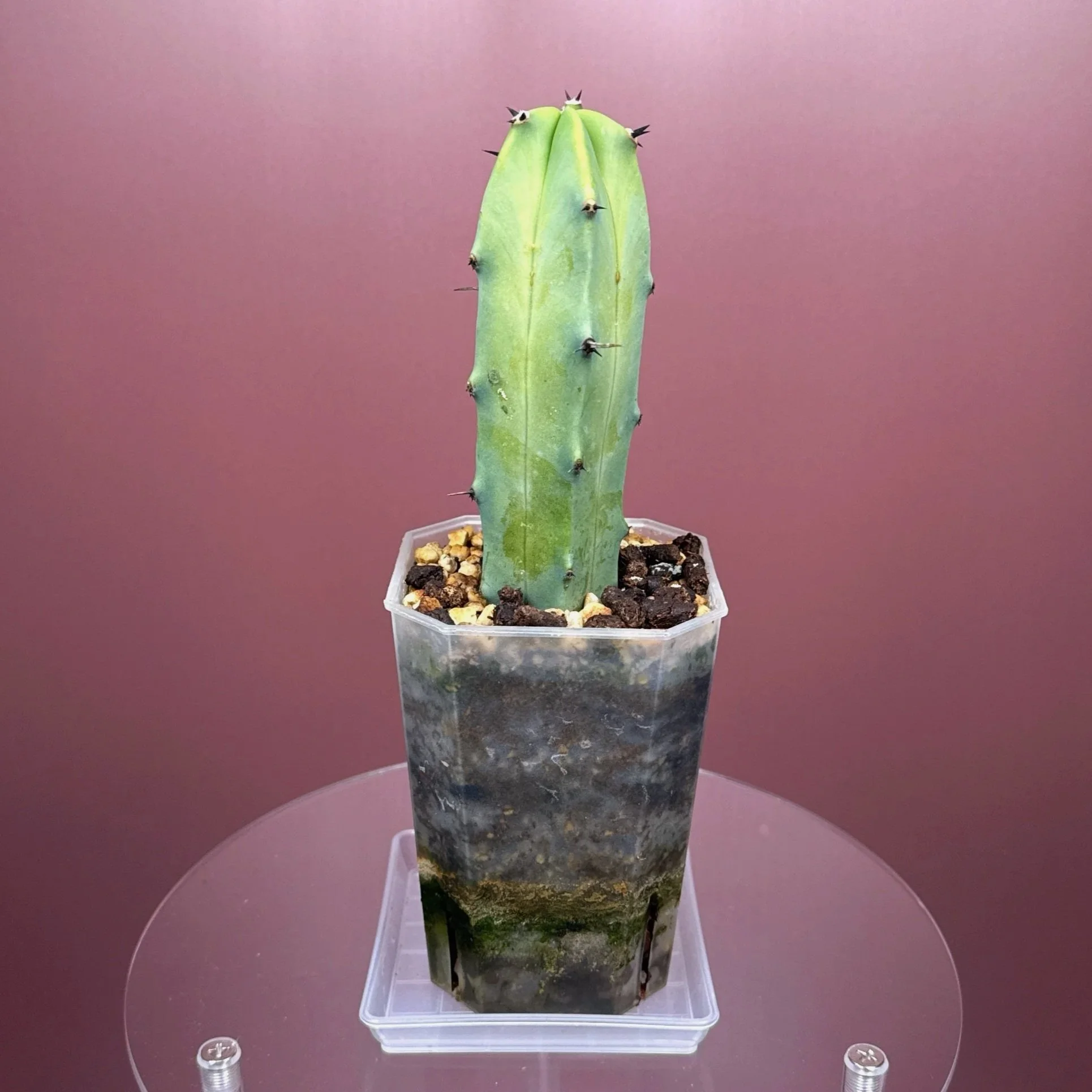Cactus Myrtillocactus Geometrizans﻿ 'Blue Candle' | Shop Rare Blue Cacti in Sydney, Australia | Melty Plants E-Store, Online