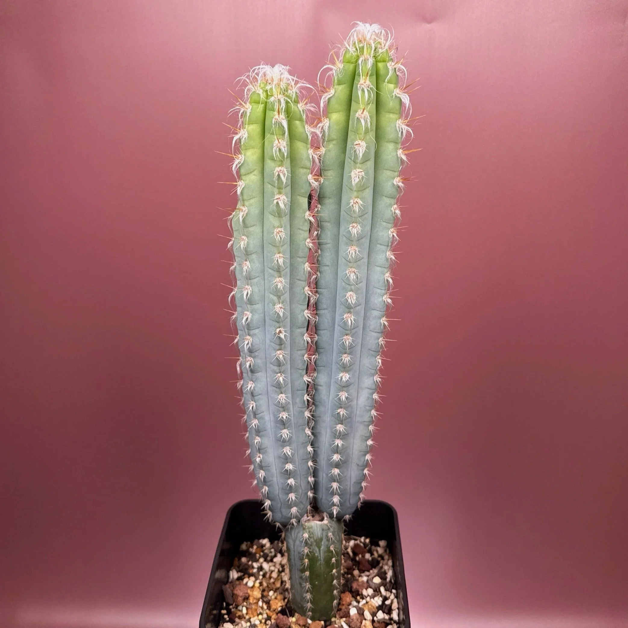 CACTUS Pilosocereus Pachycladus﻿ 'Woolly Blue Torch'