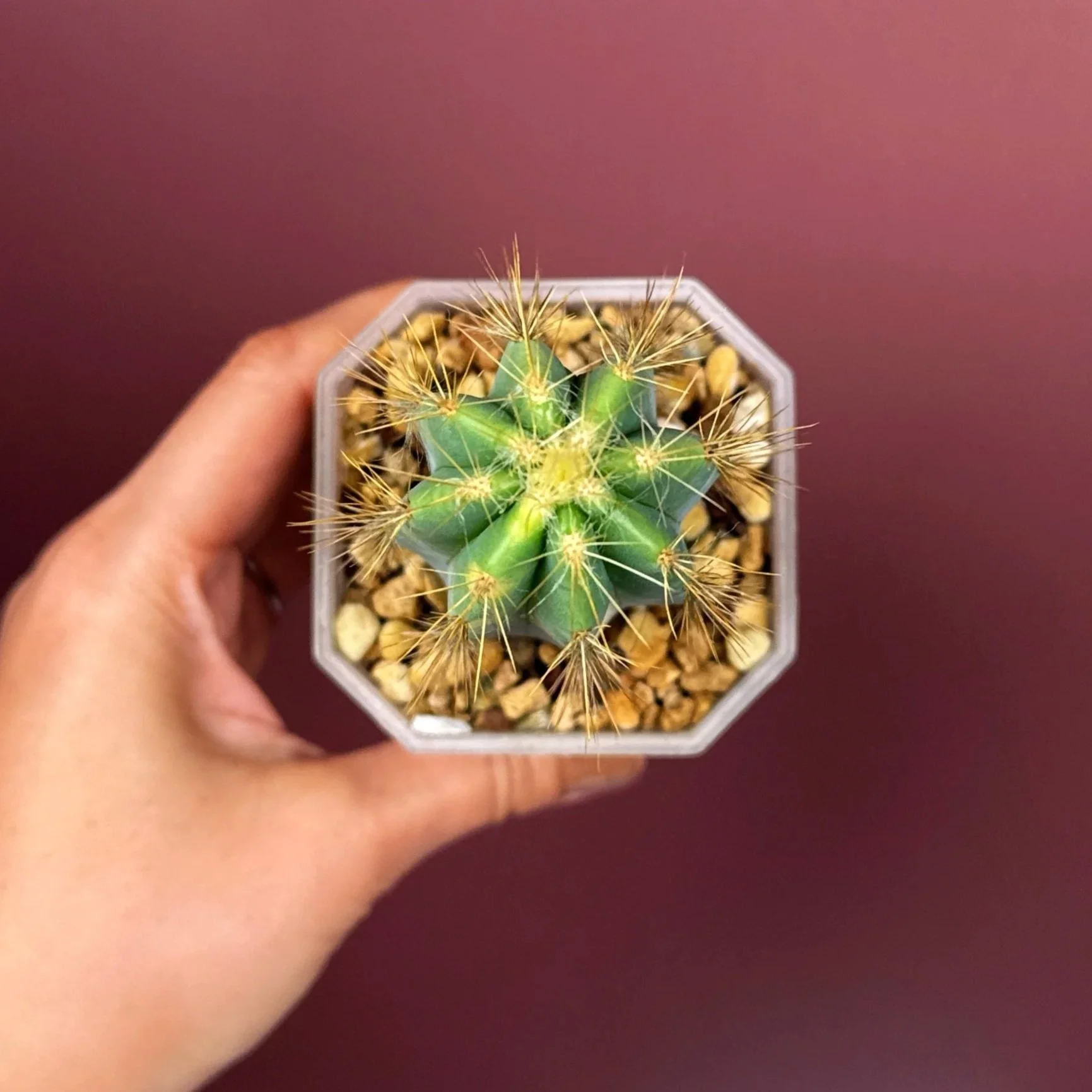 Highly desired and ultra rare Cactus Pilosocereus Pachycladus﻿ Variegated in a medium square sized clear pot for sale from Melty Plants Australia Sydney online store.