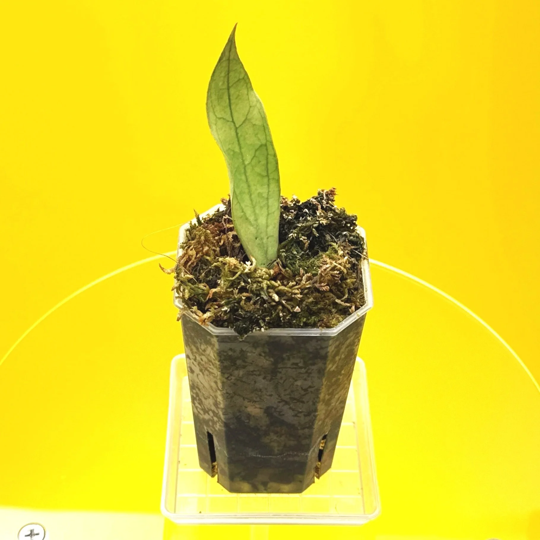 Hoya Sp. Germany Silver | Shop Rare Silver Hoya Houseplants from Sydney, Australia | Melty Plants E-Store Online