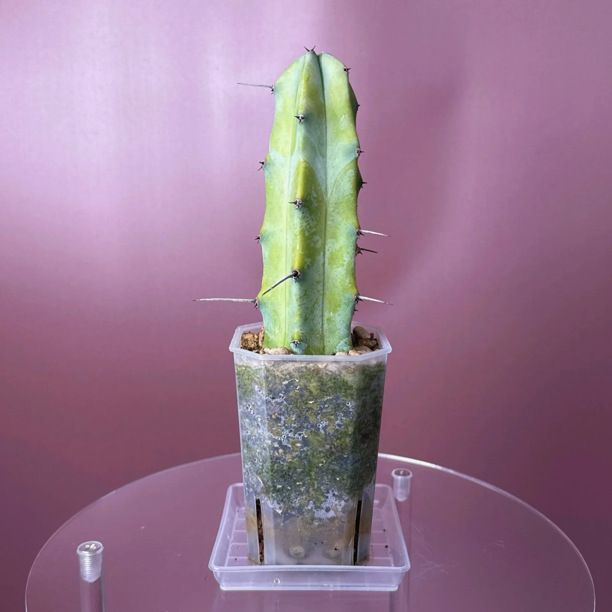 Cactus Myrtillocactus Geometrizans 'Blue Candle' | Shop rare Blue Cacti in Sydney, Australia | Melty Plants E-Store, Online