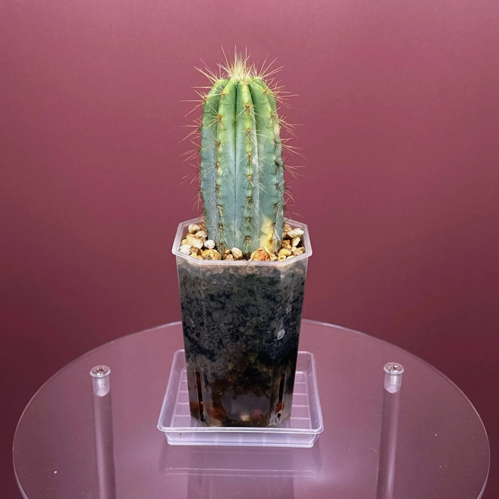 Highly desired and ultra rare Cactus Pilosocereus Pachycladus﻿ Variegated in a medium square sized clear pot for sale from Melty Plants Australia Sydney online store.