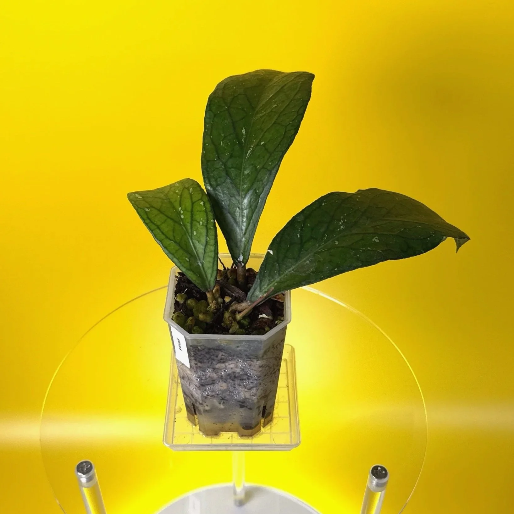 Hoya Tanggamus | Shop Rare Large Leaf Hoya Plants in Sydney, Australia | Melty Plants E-Store, Online